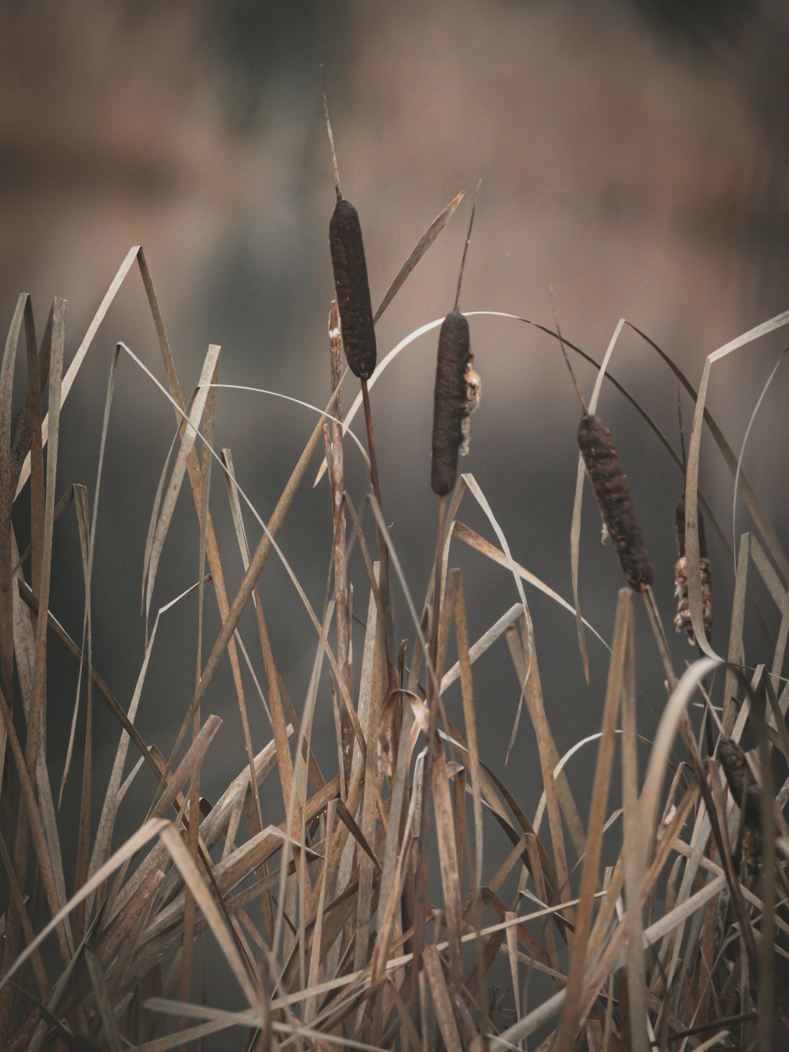 Photo by capturinginthewild