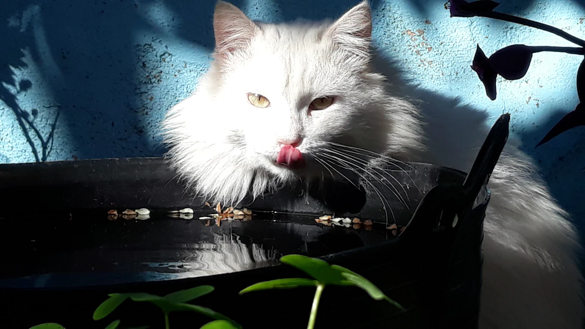 器から水を飲む猫（熱中症対策の水分補給のイメージ）