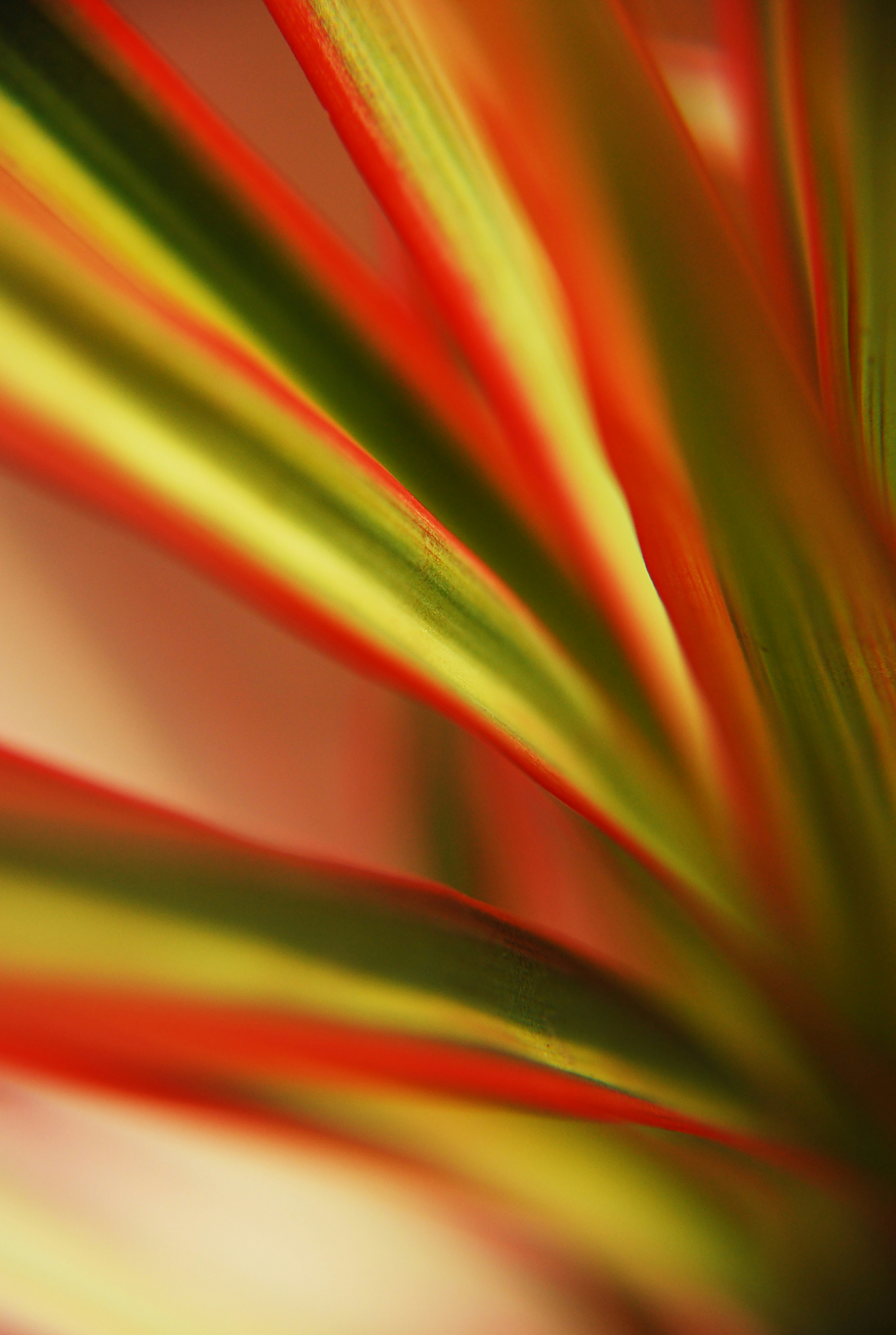 Gros plan sur des feuilles de plante rayées colorées avec un éclairage doux.