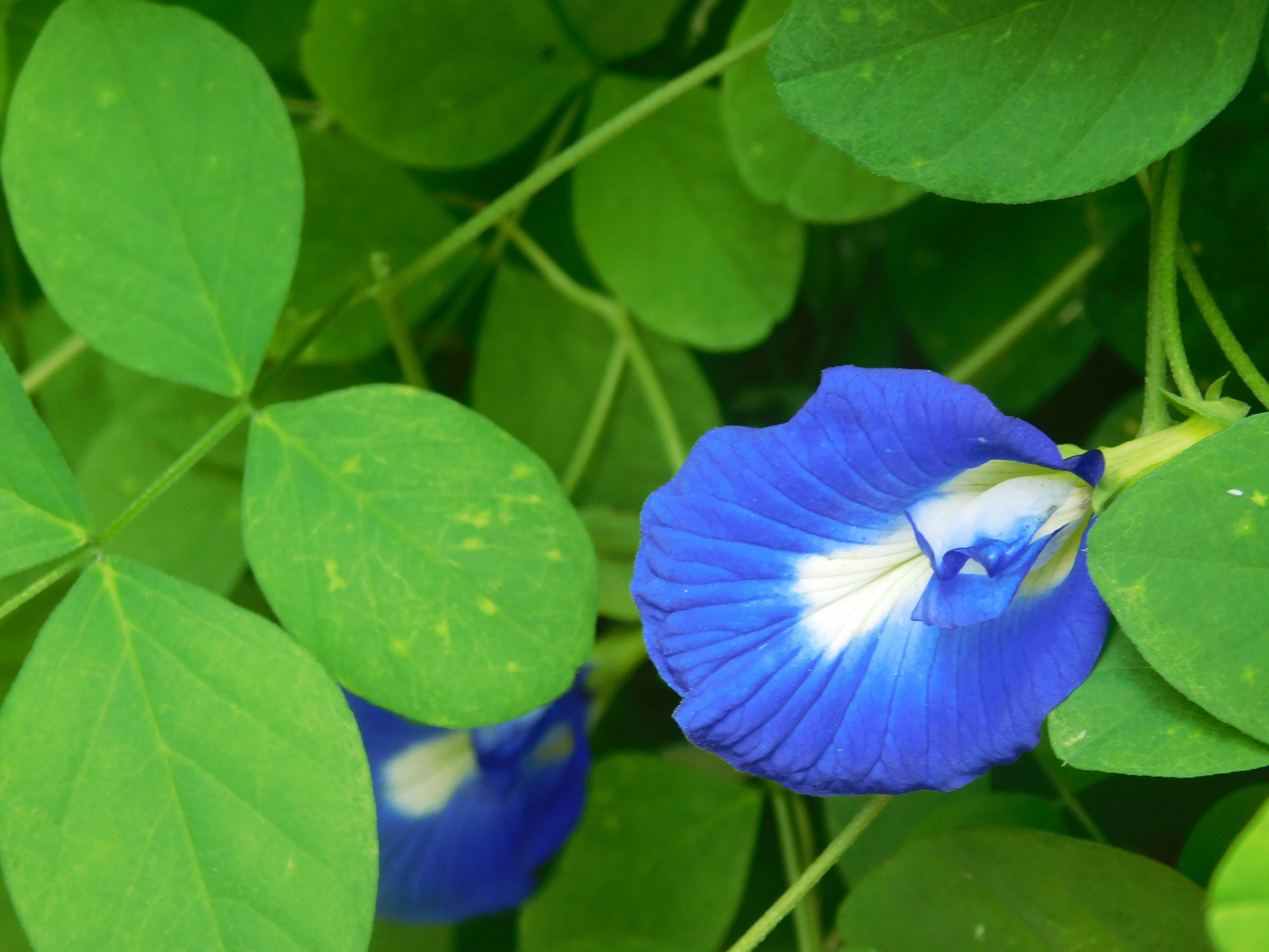 Des fleurs de pois papillon bleu éclatantes entourées de feuilles vertes.