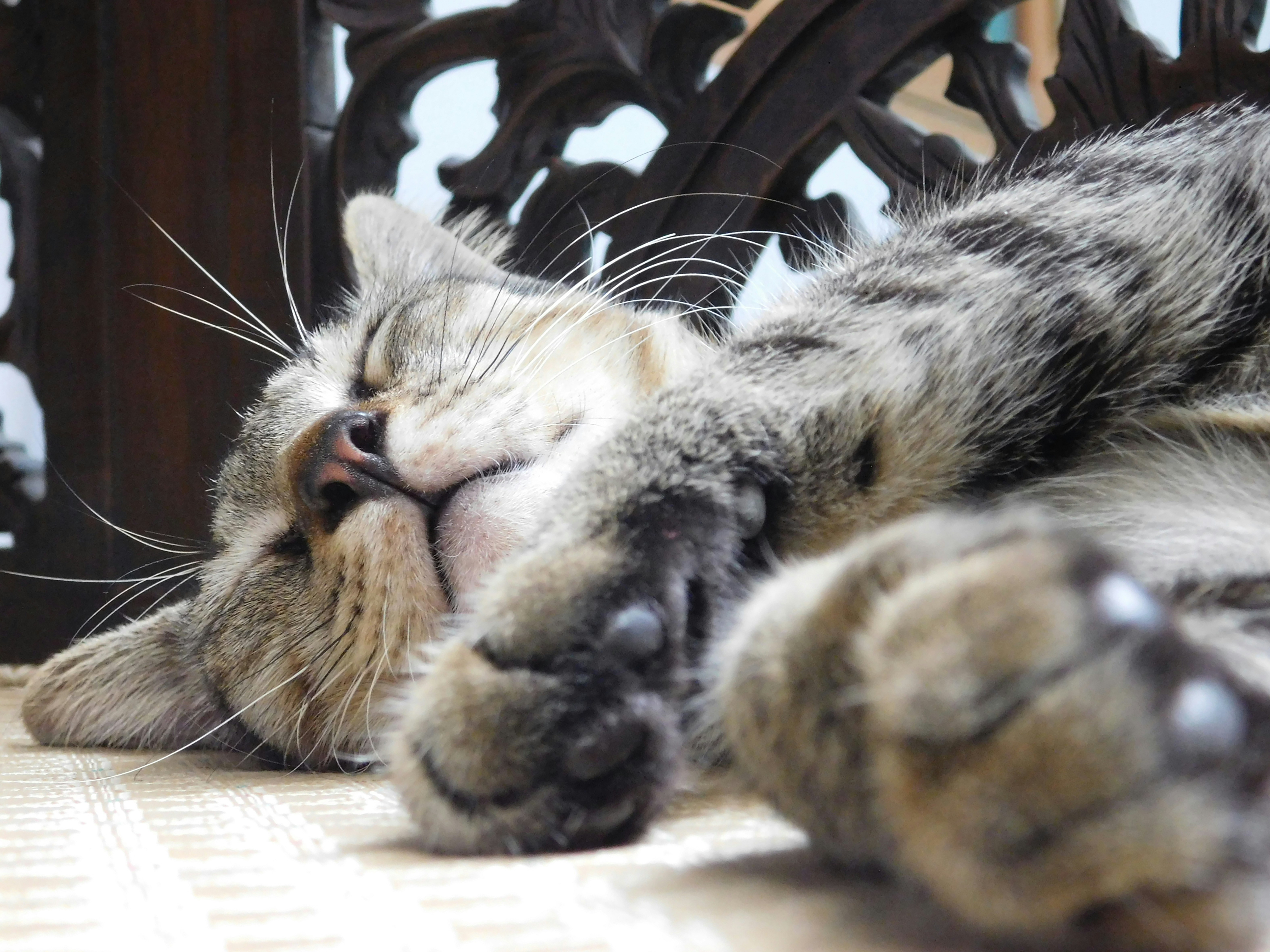 Un chat tigré dort paisiblement sur une surface texturée.