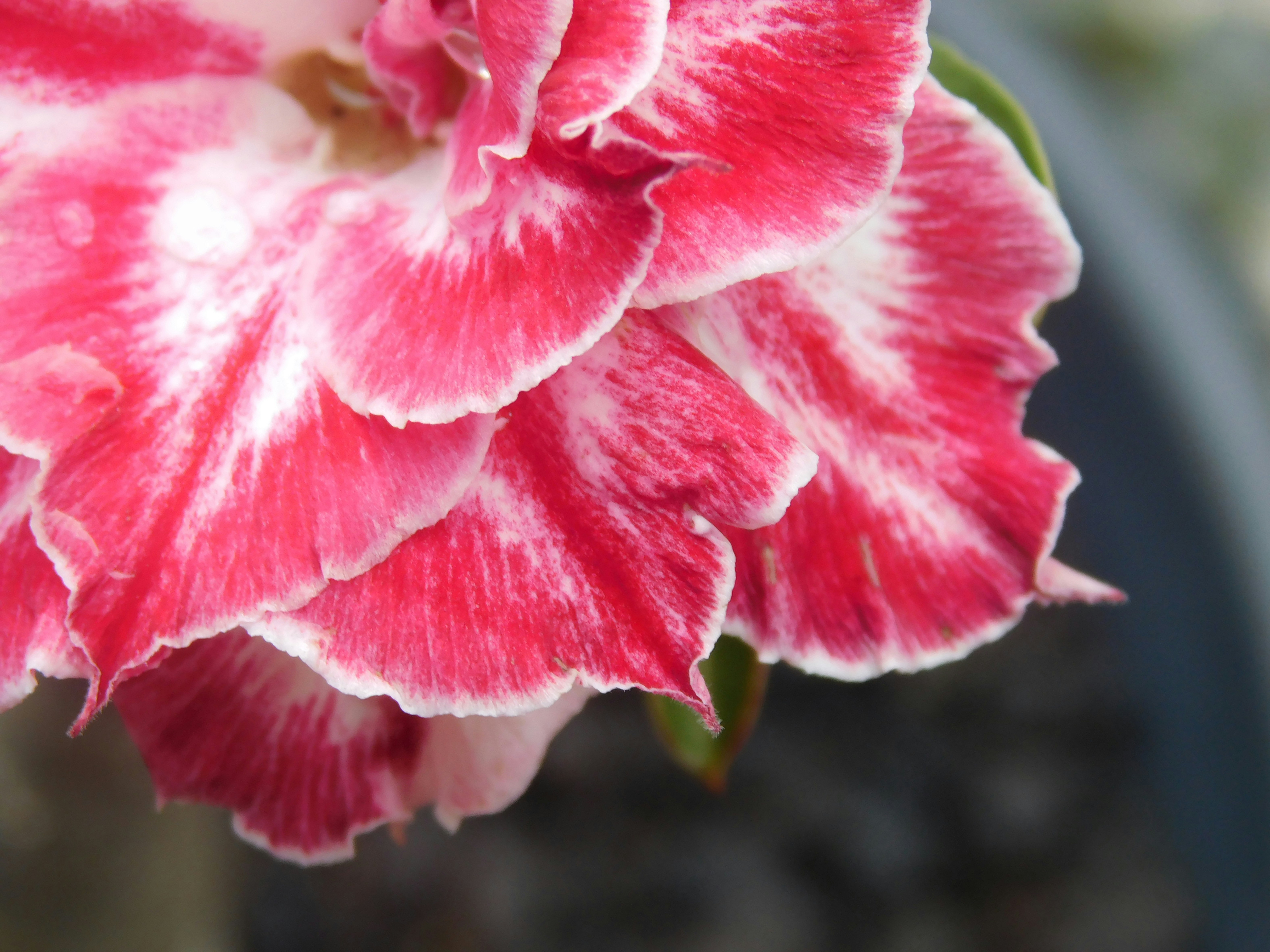 Gros plan d’une fleur rose et blanche éclatante