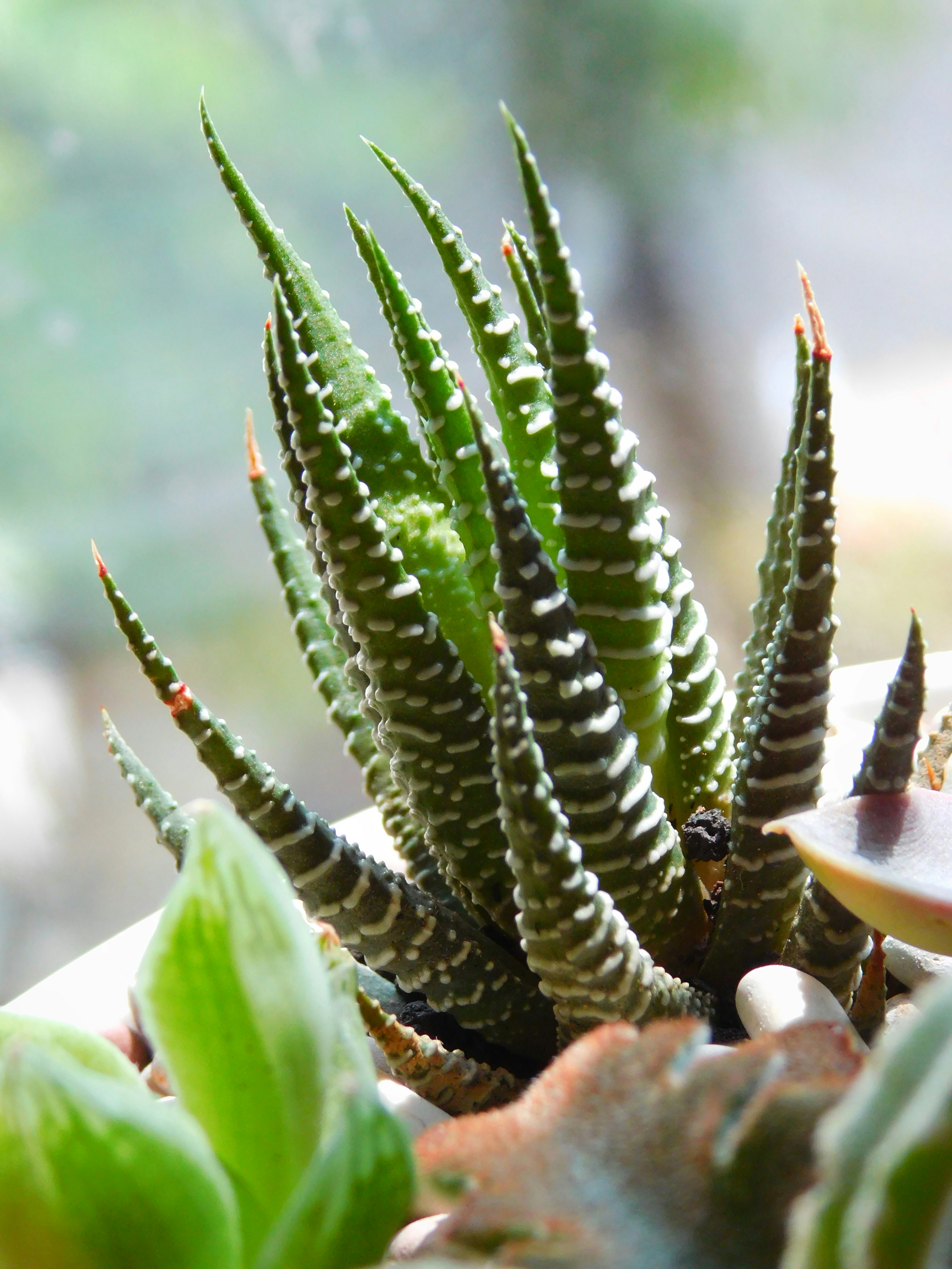 Un gros plan d’une plante succulente aux feuilles rayées.
