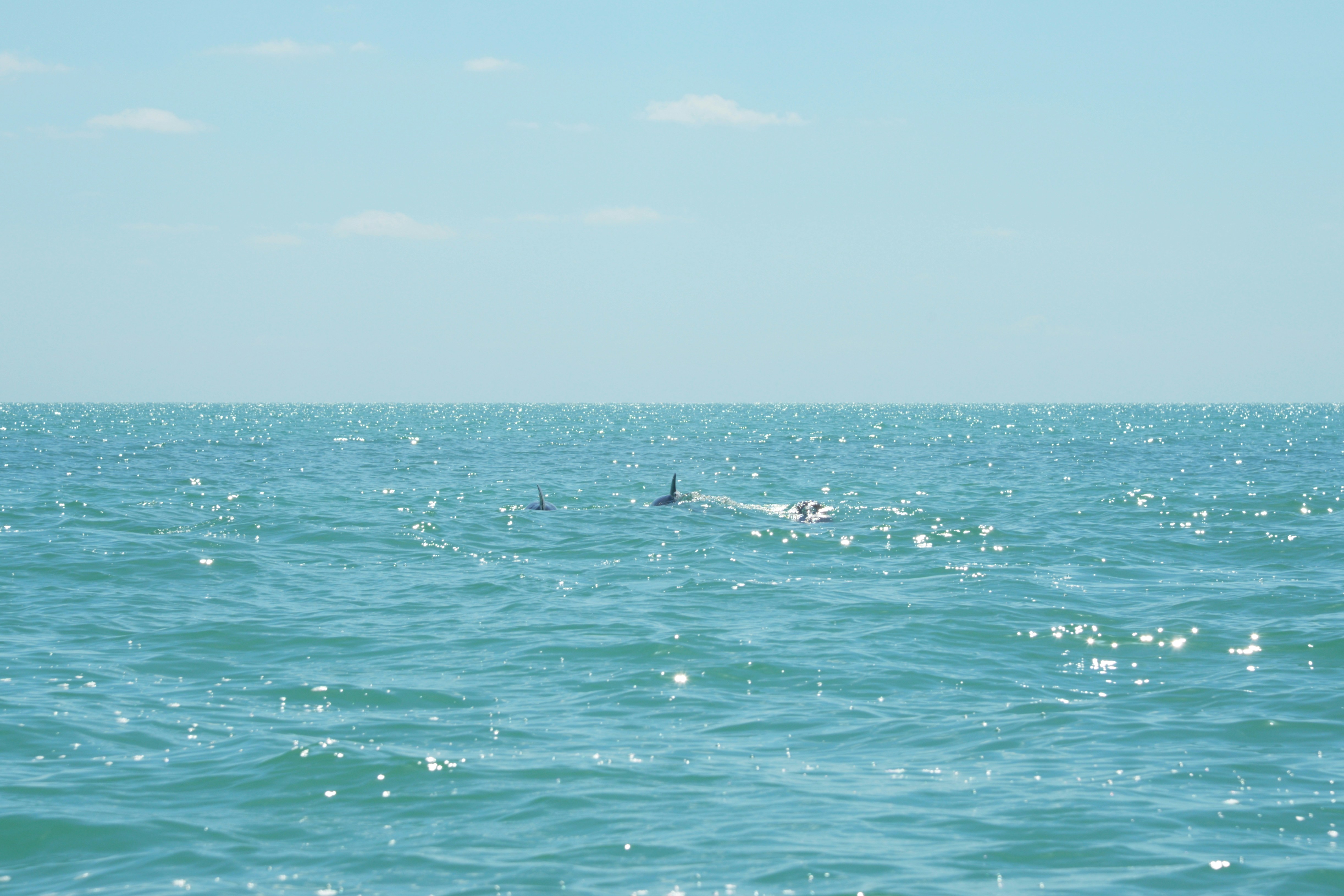 Dolphins swimming in the sparkling blue ocean water.