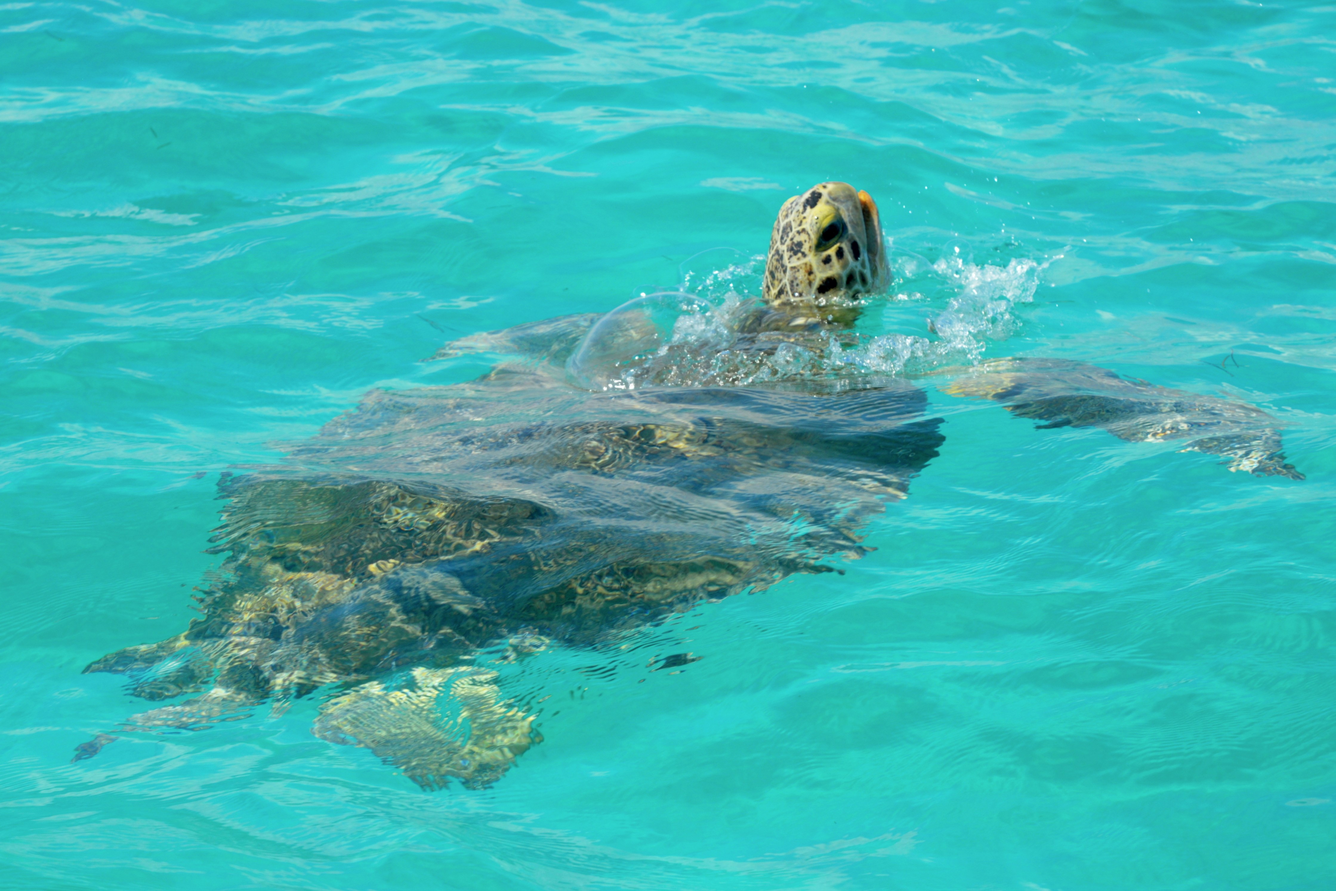 A sea turtle surfaces in clear turquoise water