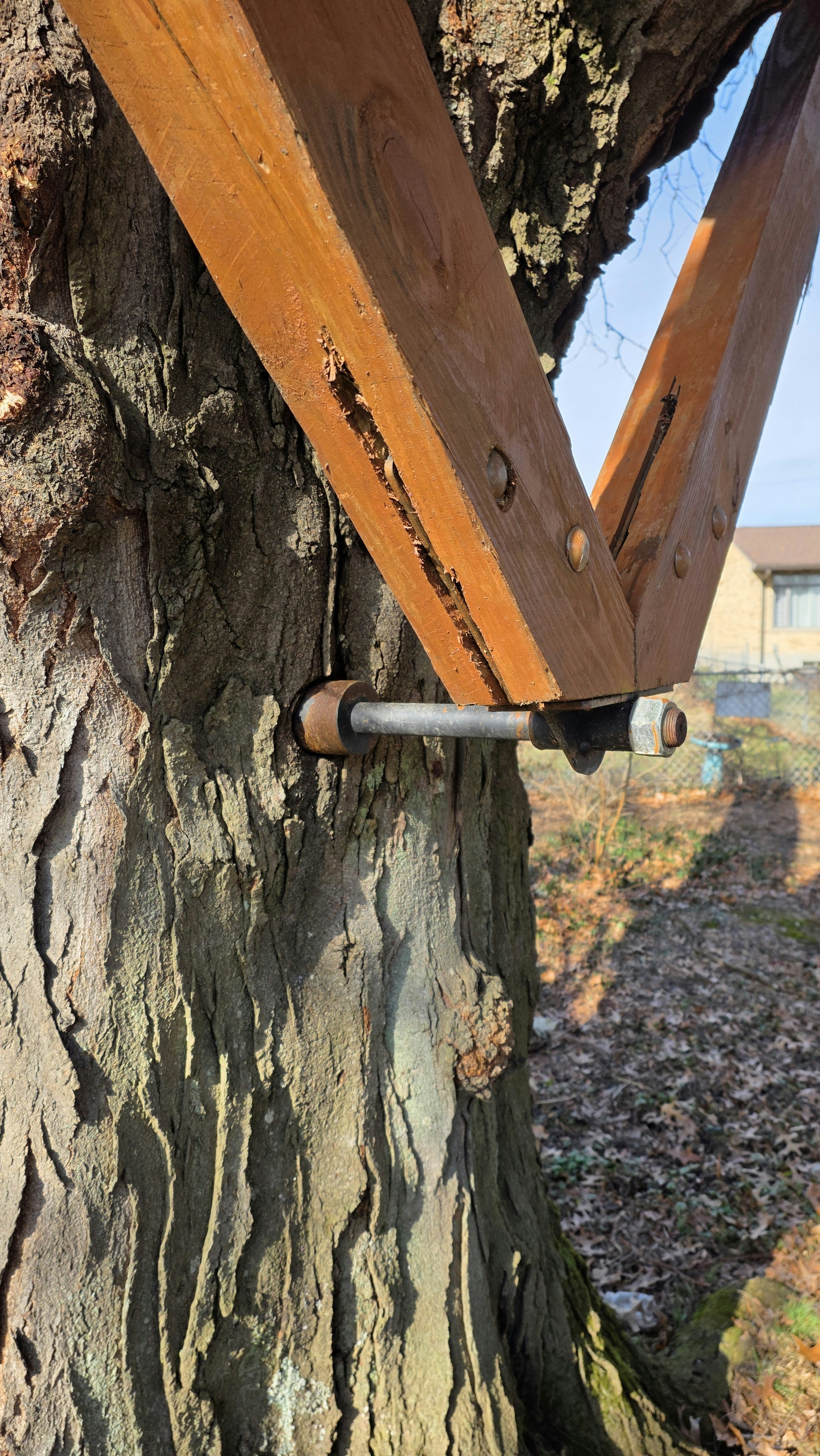 Wooden beams attached to a tree trunk with a bolt.