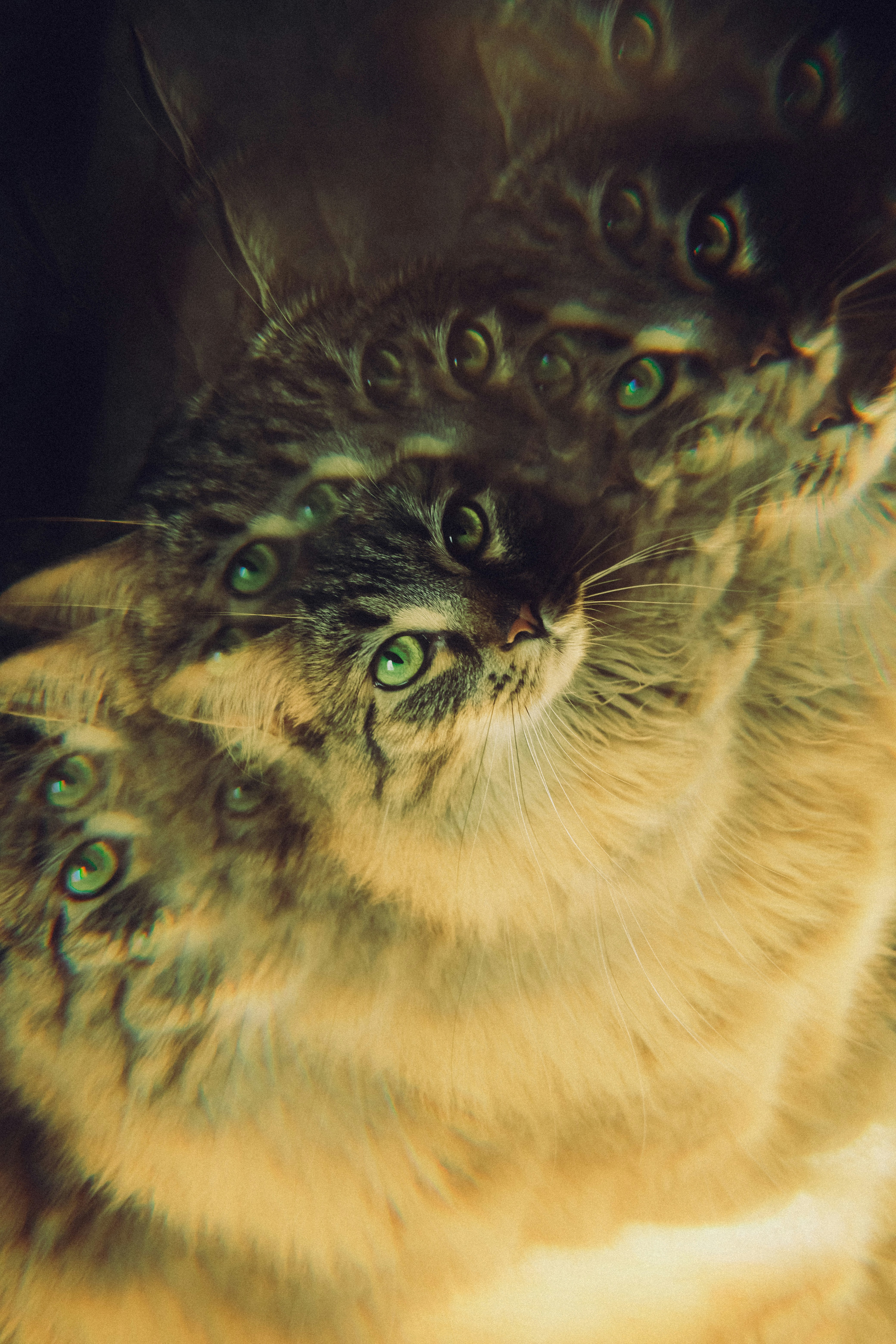 A tabby cat with green eyes stares intently.
