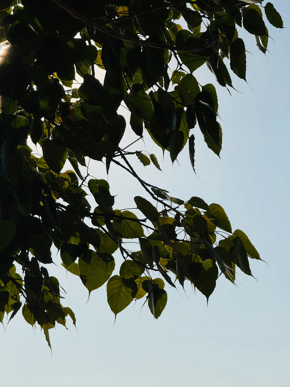 The image depicts a serene scene with a tree branch extending diagonally across the frame, filled with lush green leaves that appear to be in full bloom. The sunlight filters through the leaves, casting dappled shadows on the ground below and creating an interplay of light and shadow. The background is a soft blur, suggesting depth and distance, but it does not detract from the vibrant colors and intricate details of the tree branch and its surroundings.

The image is taken from a low angle, looking up at the branch, which enhances the sense of height and grandeur of the foliage. The overall composition creates a harmonious balance between the natural elements in the foreground and the expansive sky in the background.