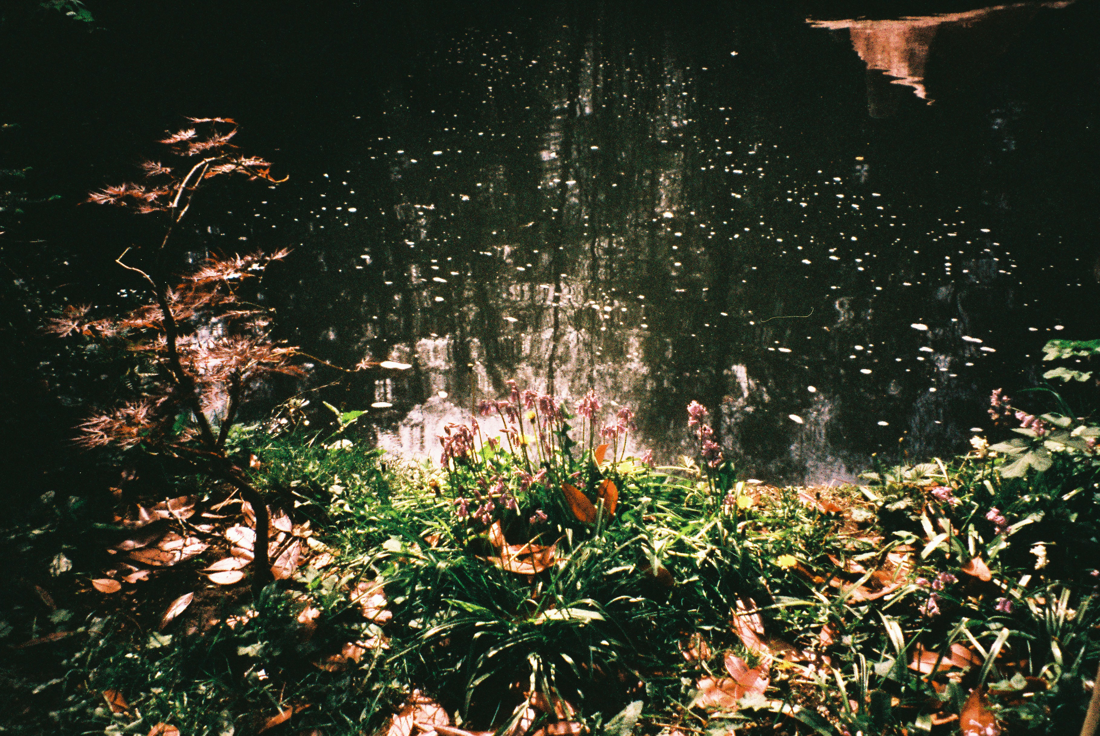A lush garden with a gentle waterfall.