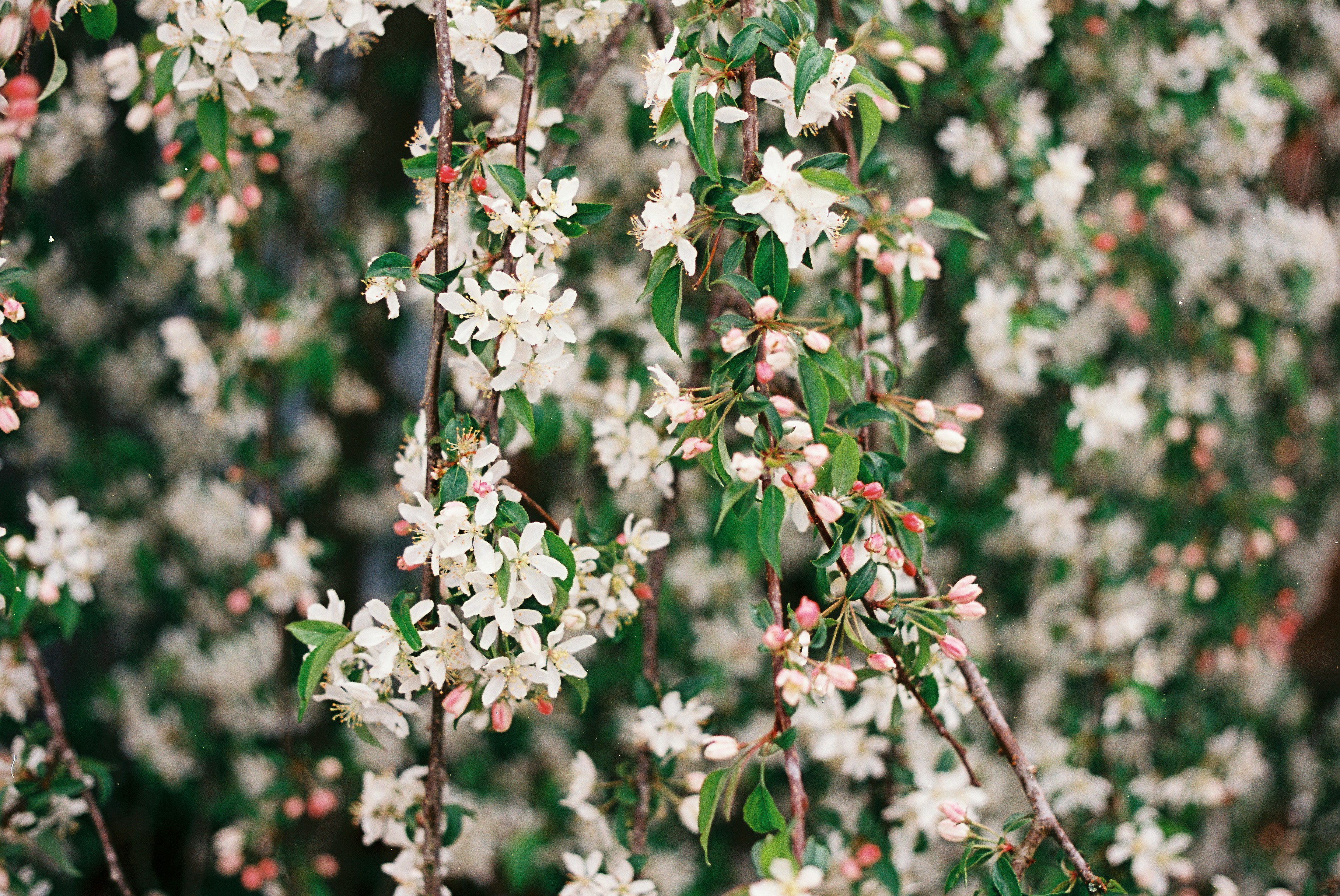 Photo by tanyabarrow