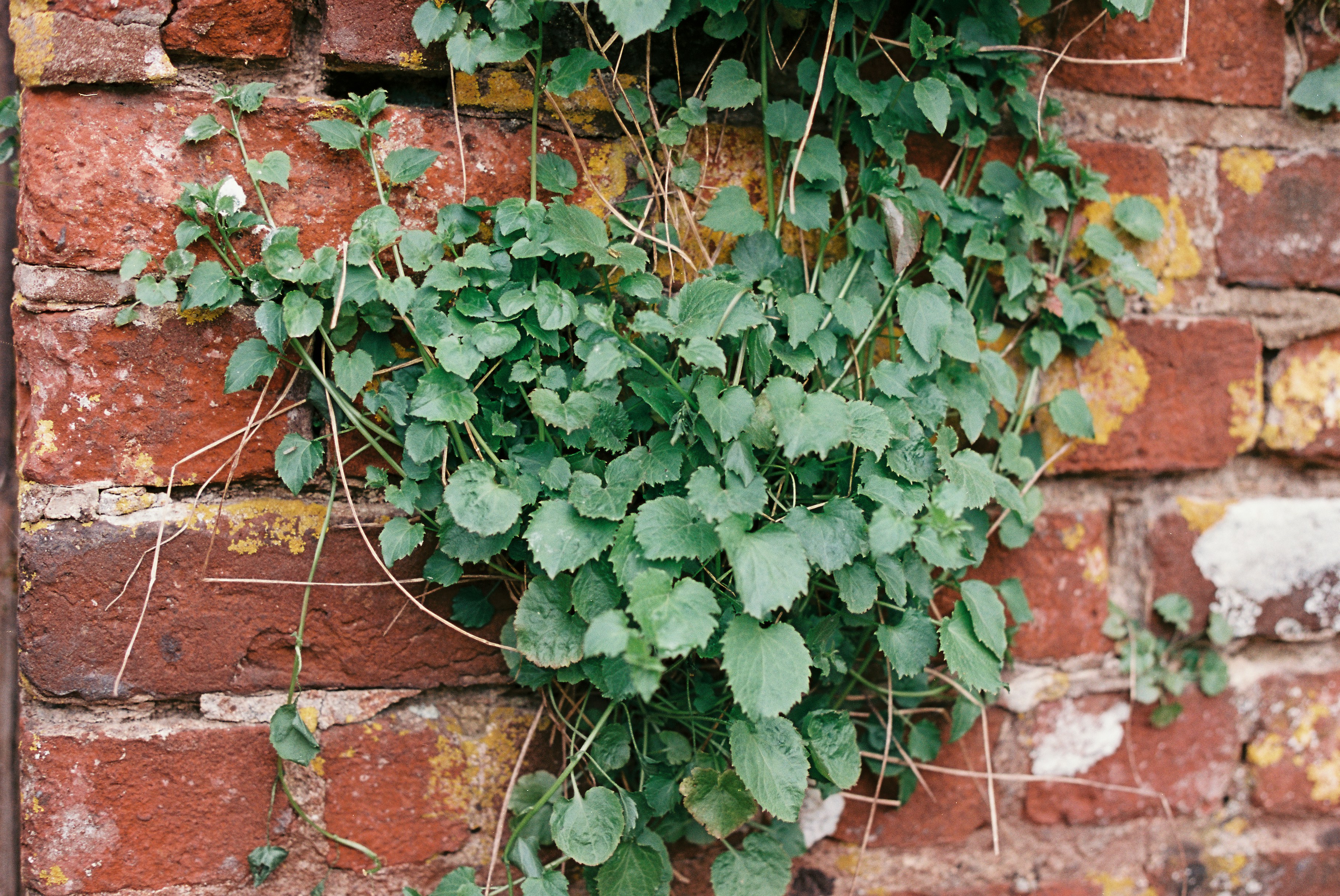 A vertical herb garden hanging on a brick wall