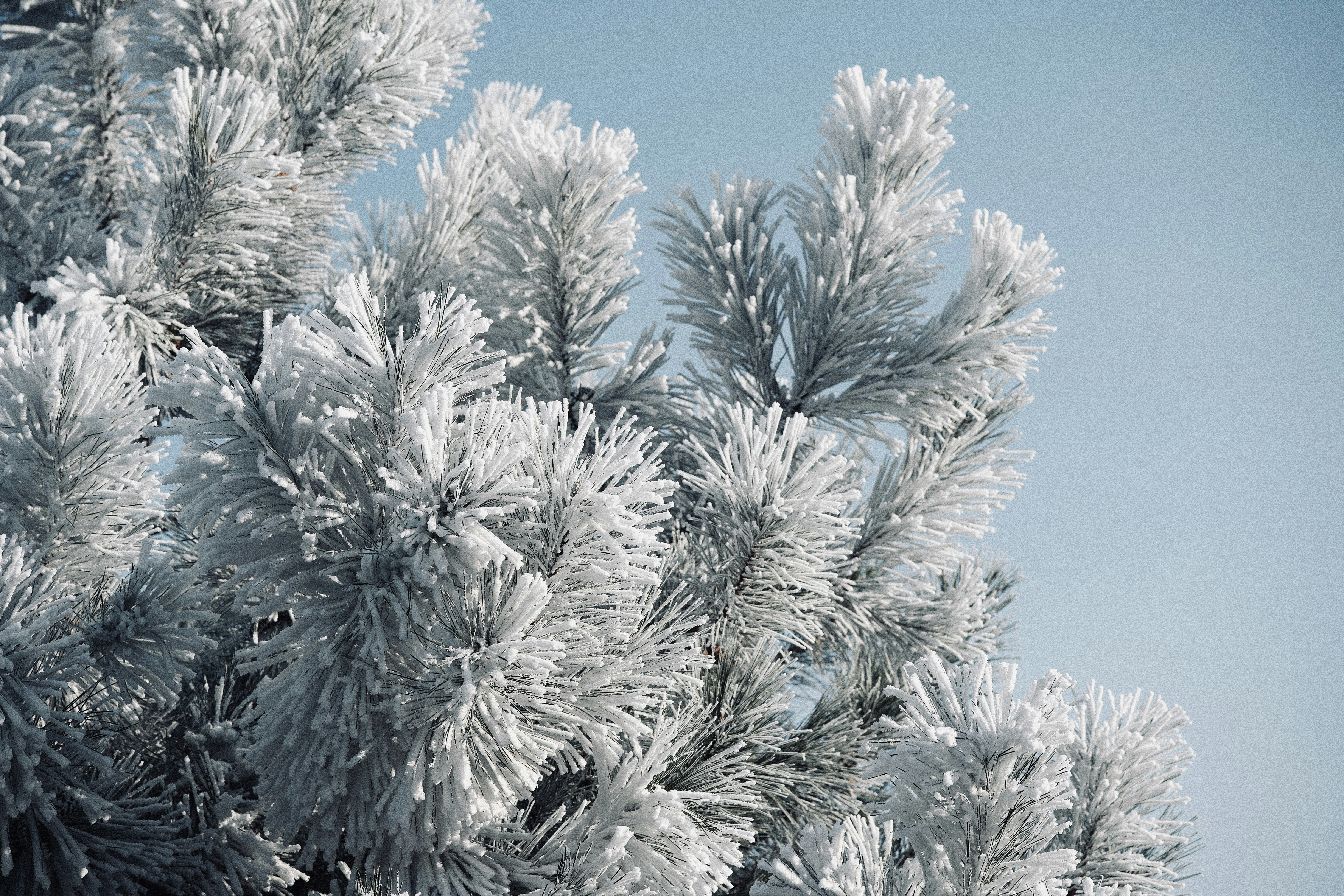 Kiefernnadeln, bedeckt mit Frost gegen einen blauen Himmel