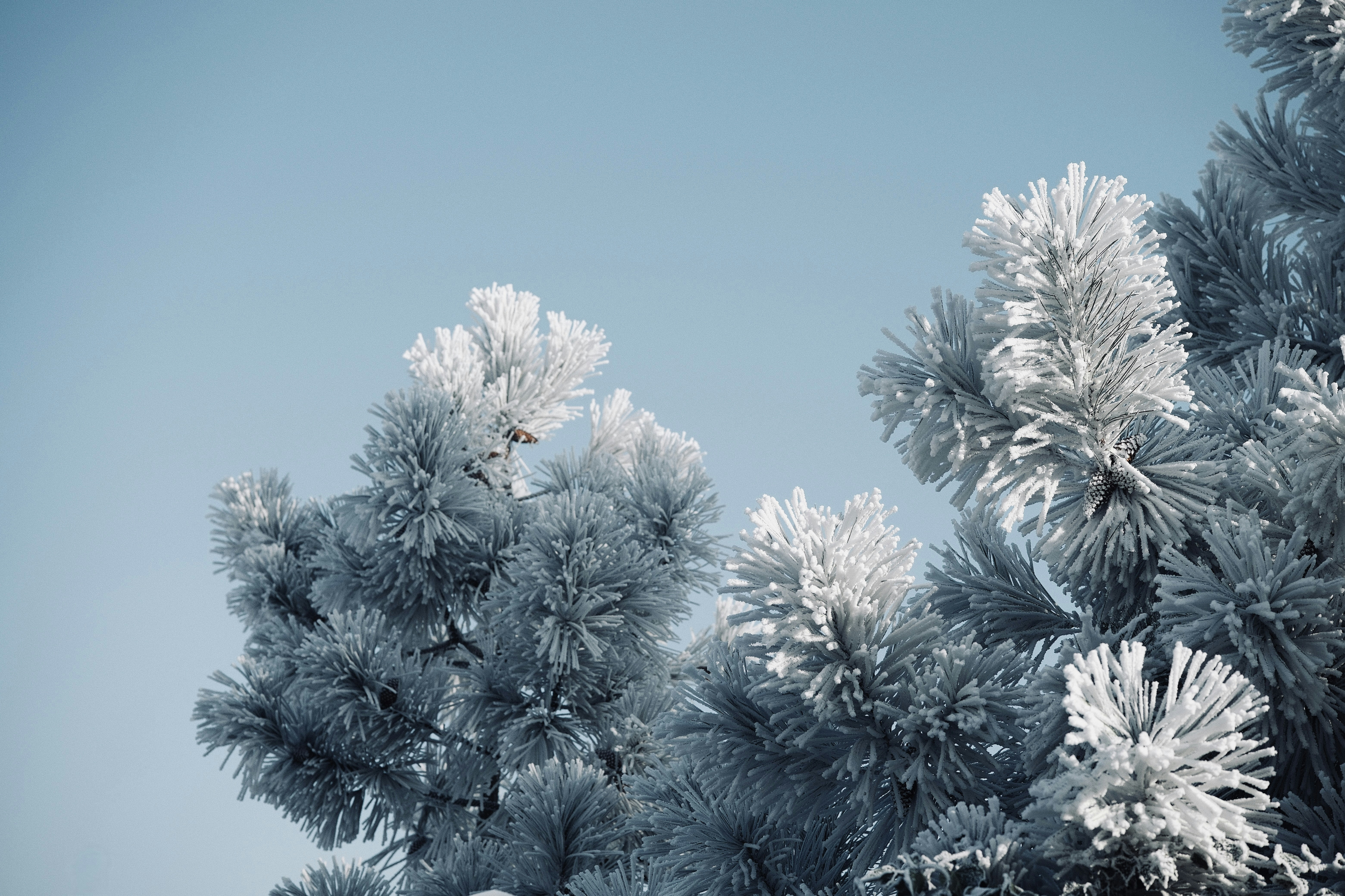 Frostbedeckte Kiefernzweige vor klarem blauen Himmel