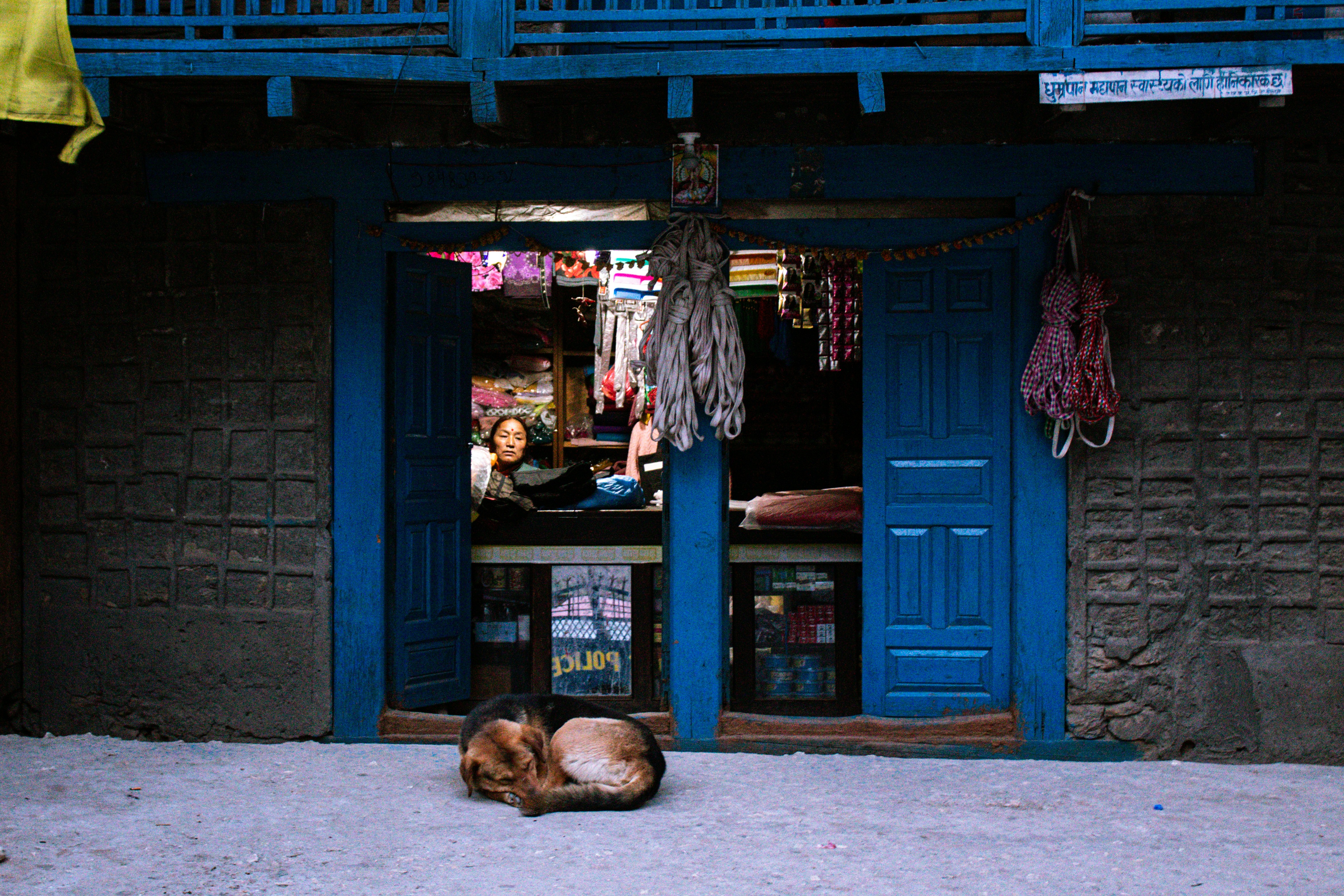 Un chien se pose devant un magasin très éclairé.
