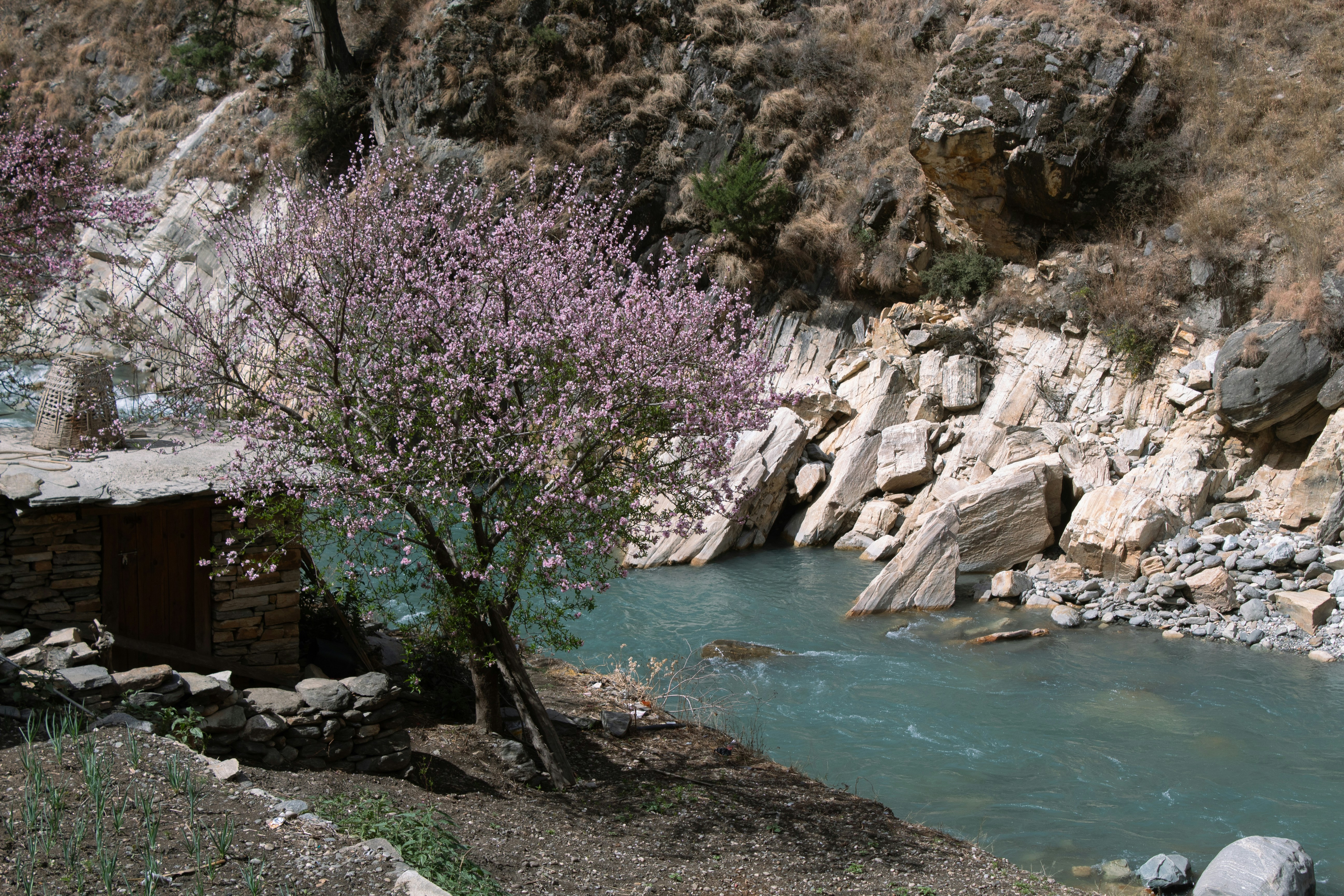 Rivière qui coule à côté d’un arbre en fleurs et de rochers.
