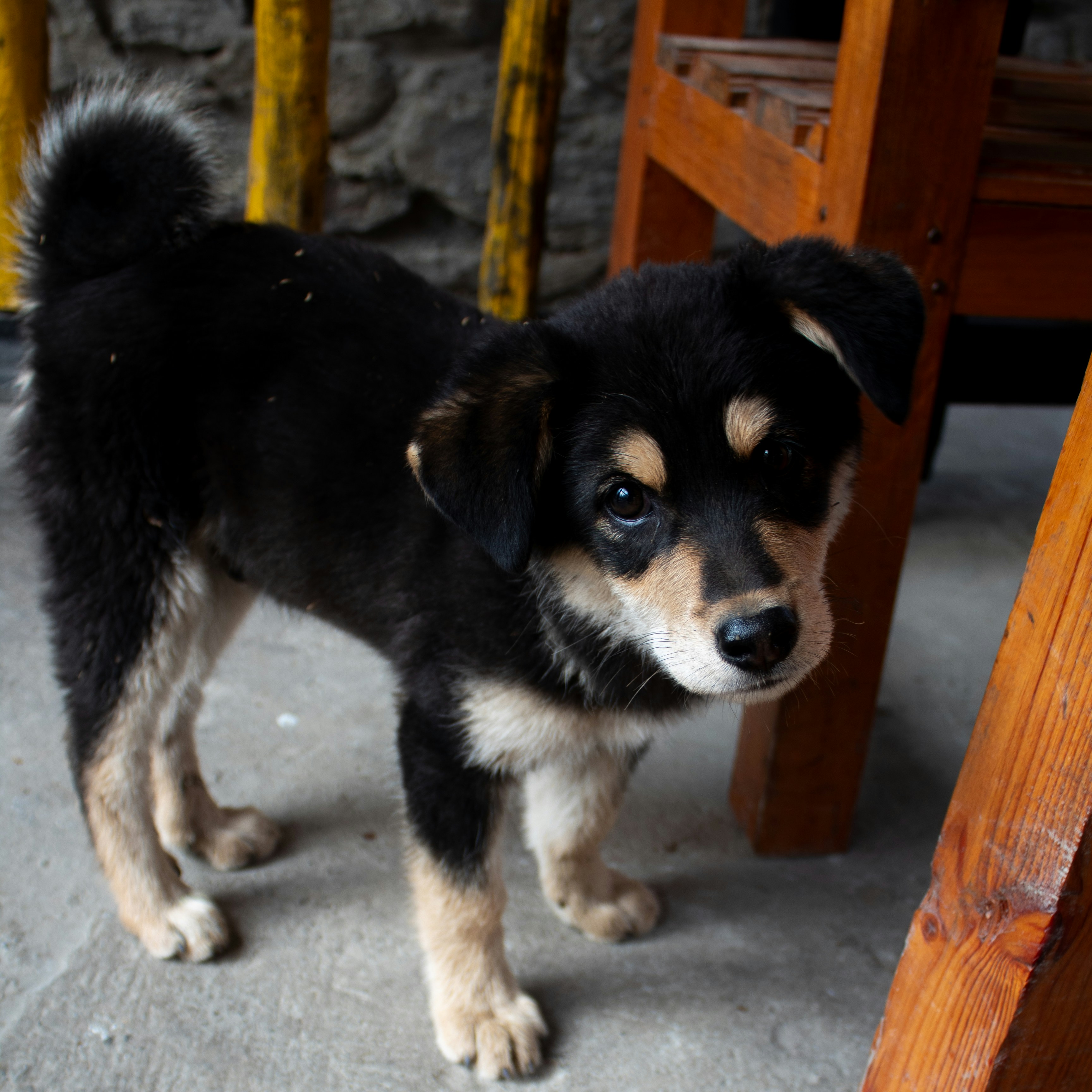 Un petit chiot noir et faune se tient debout, regardant devant lui.