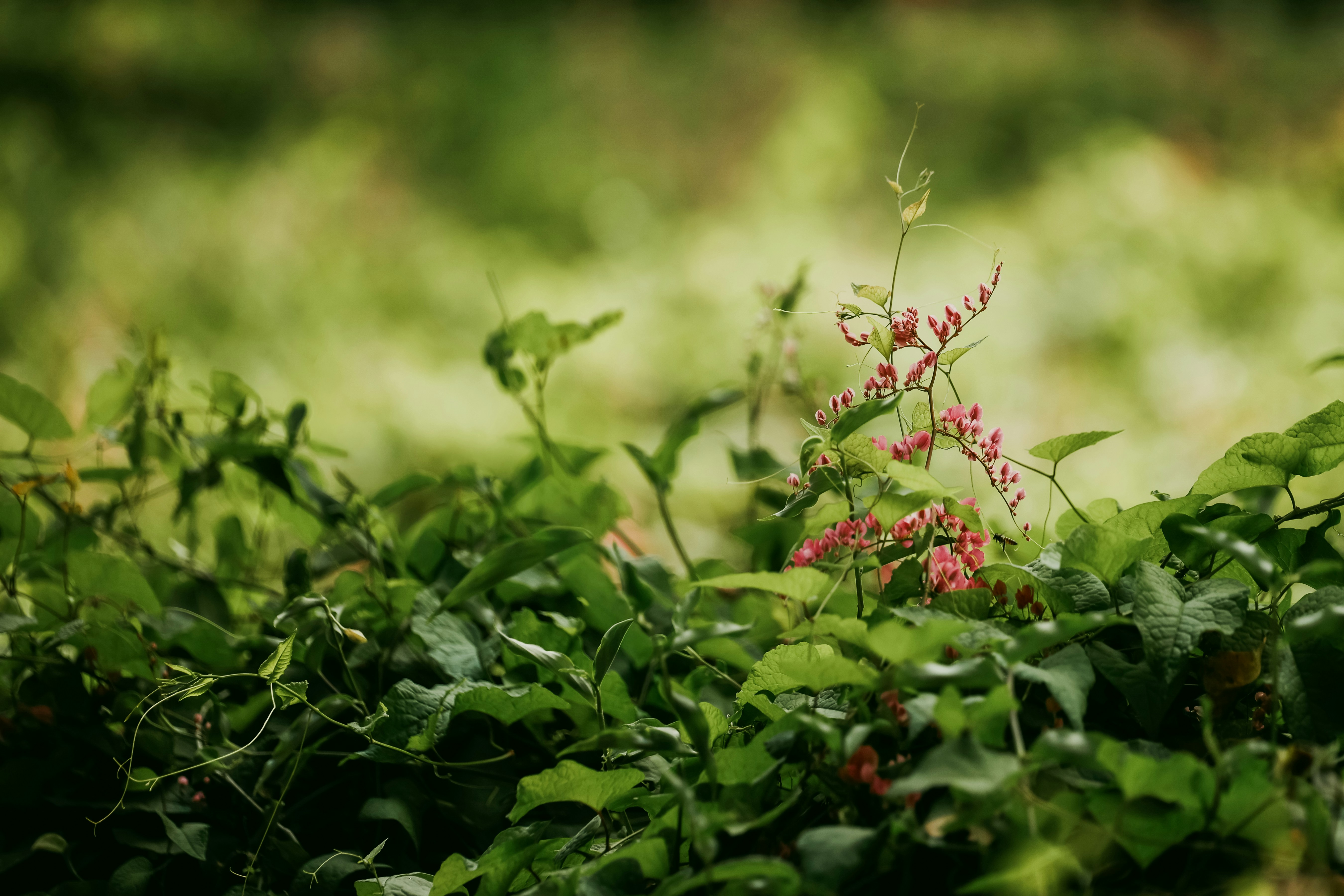Vinhas com pequenas flores rosas em foco suave
