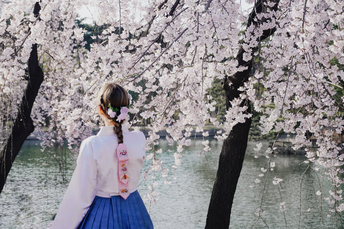 Woman in hanbok among cherry blossoms