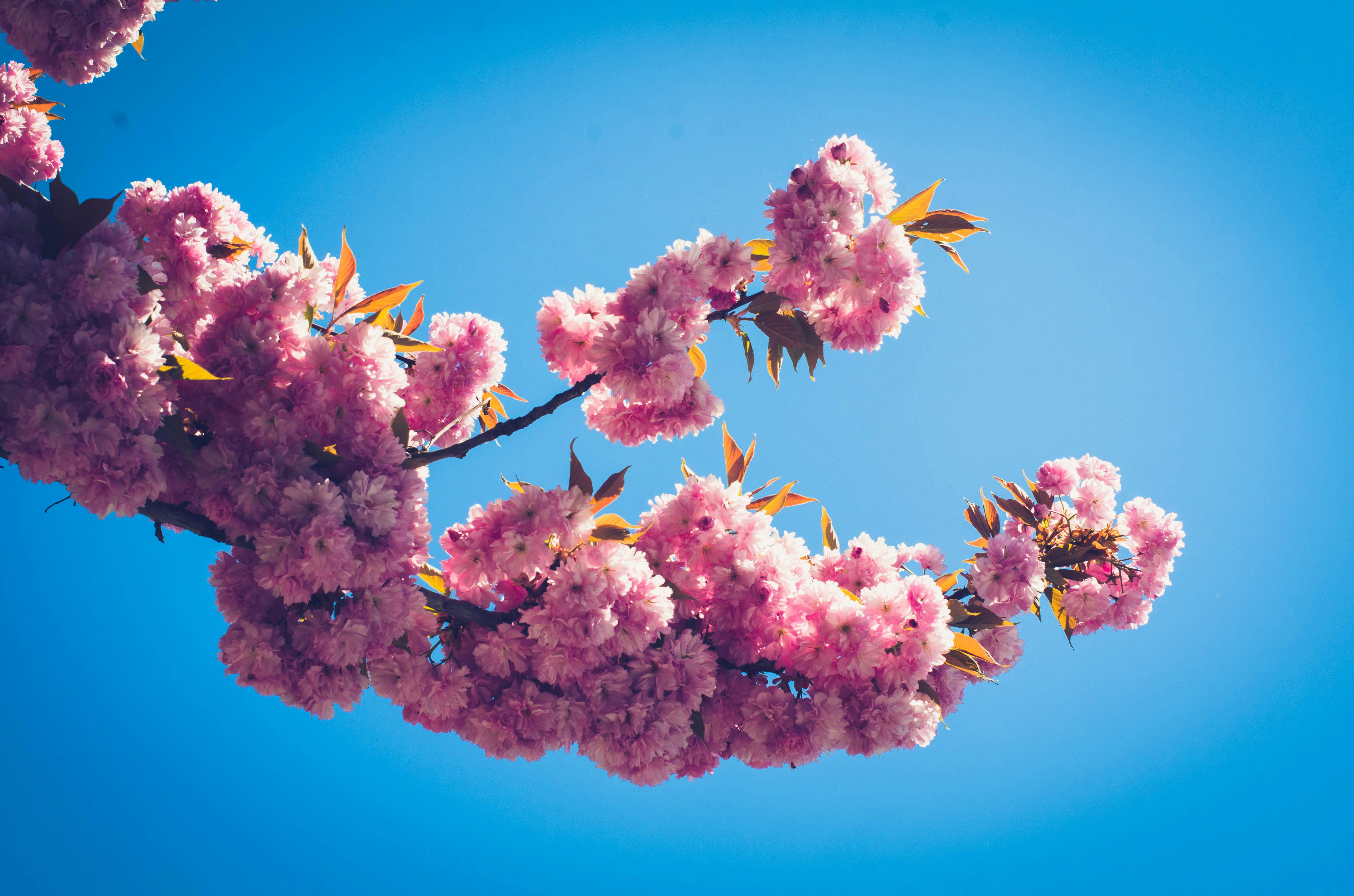 Los cerezos rosas florecen contra un cielo azul brillante
