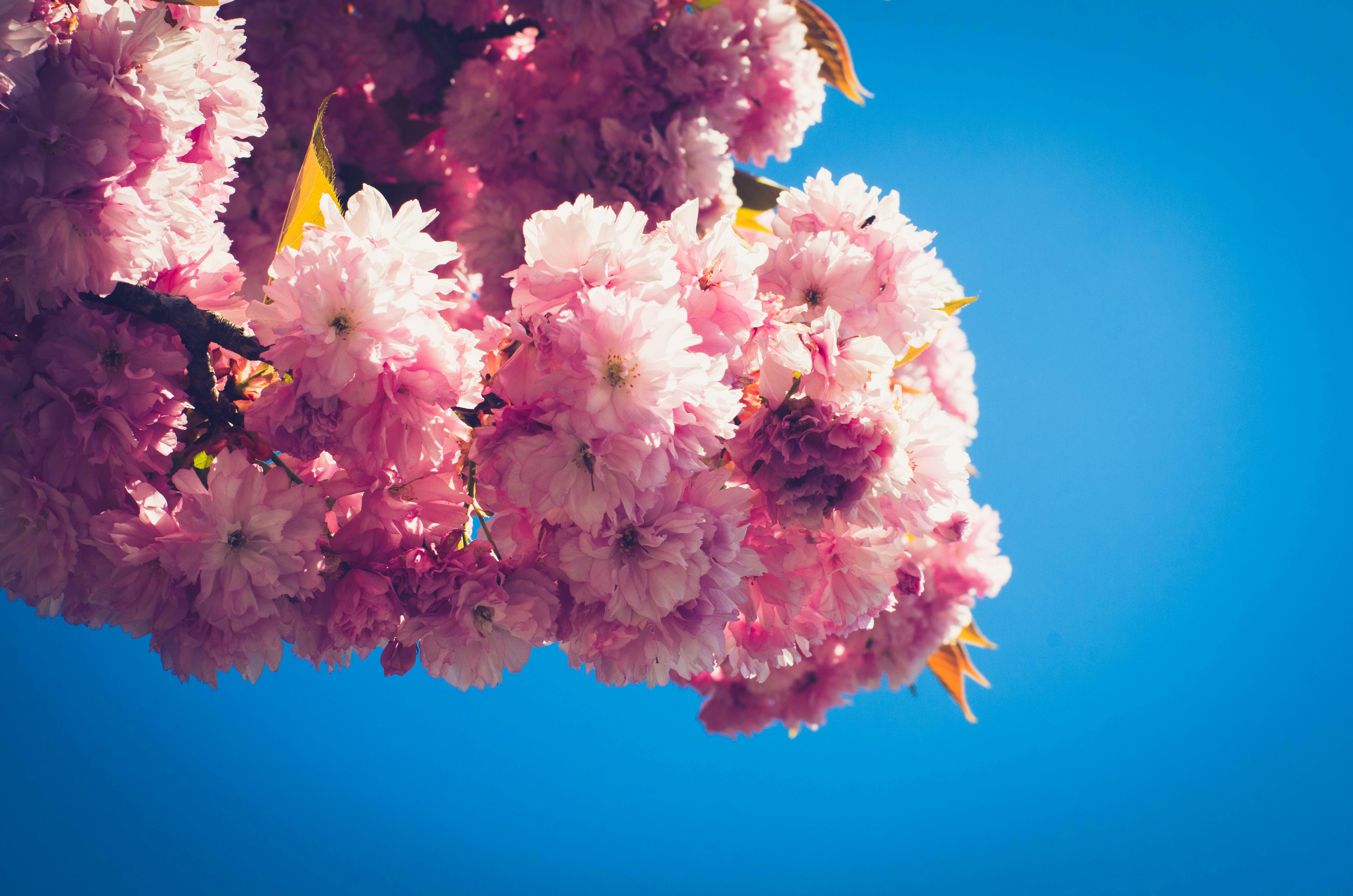 Cerezos rosas florecen contra un cielo azul brillante