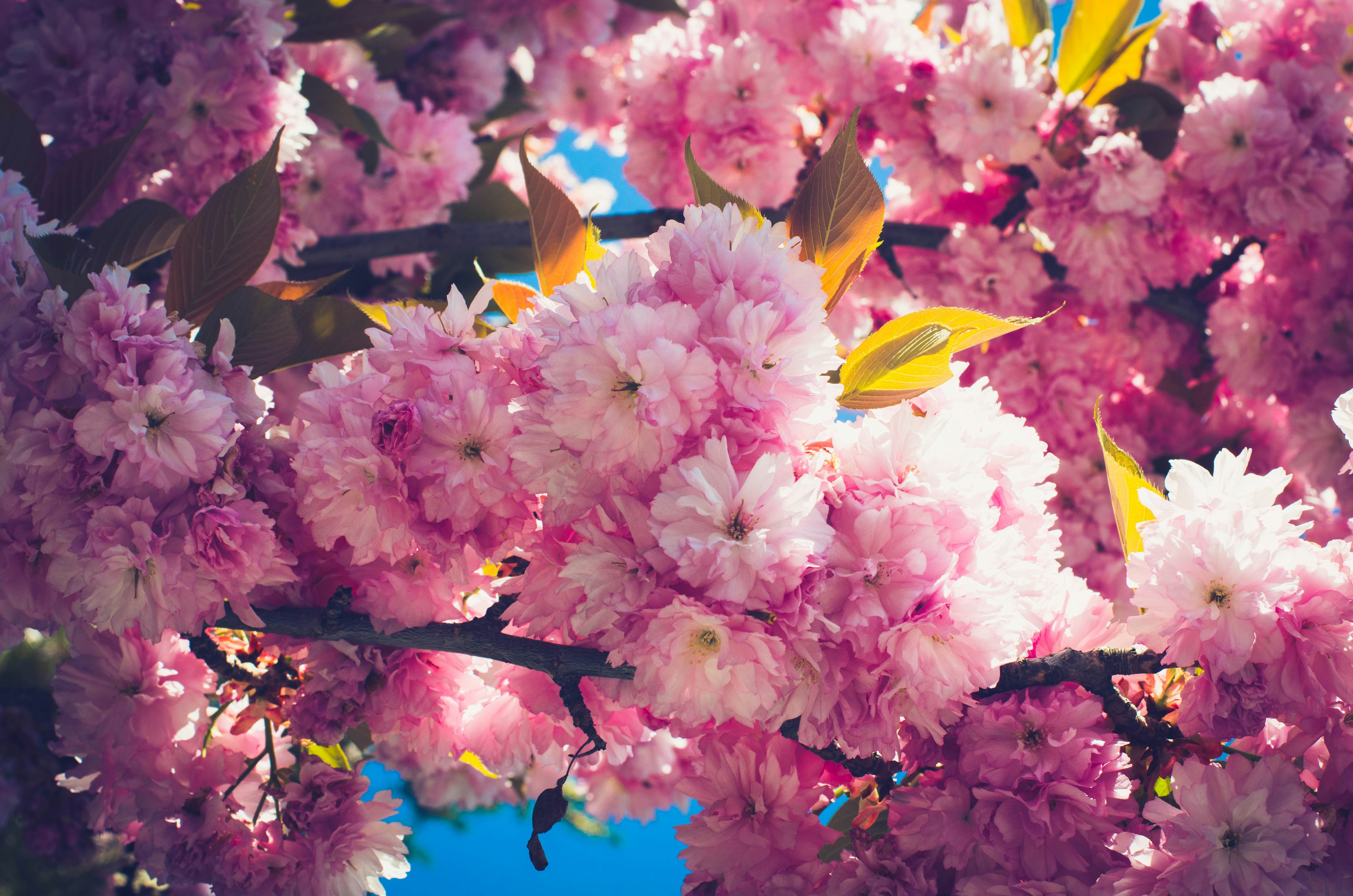 Primer plano de cerezos rosas en flor contra un cielo azul