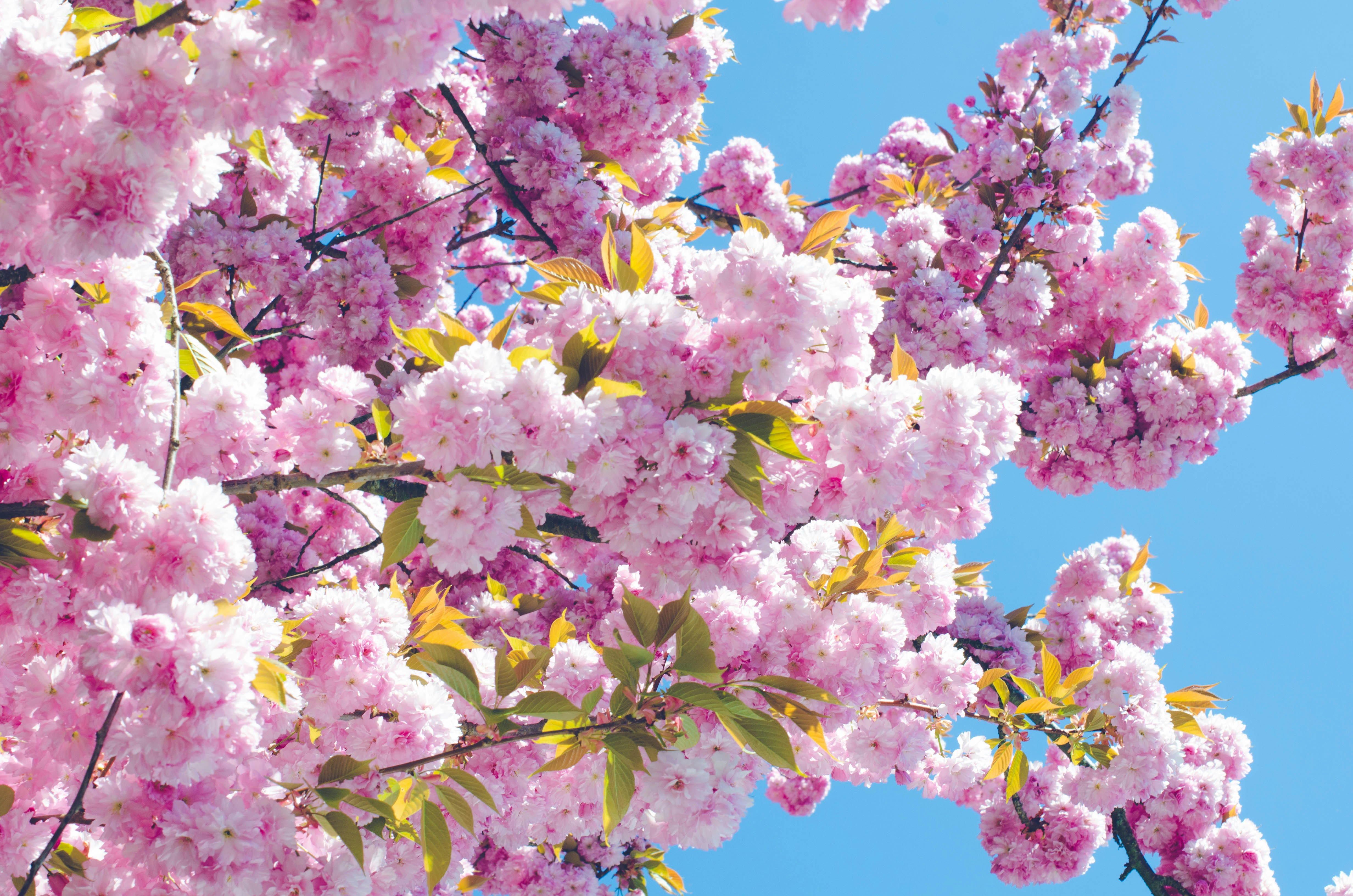 Flores de cerezo rosas florecen contra un cielo azul brillante.