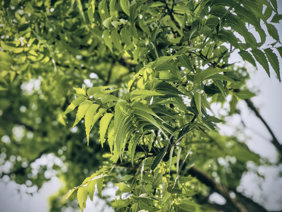 Neem Leaves Growing India — Village Pharmacy Sacred Tree Encyclopedia