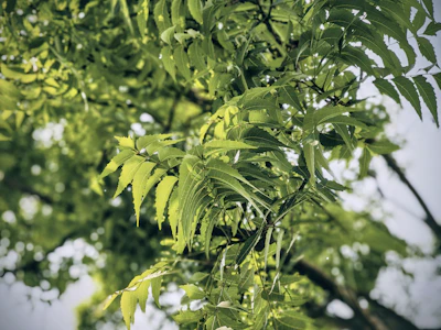 Neem Leaves Growing India — Village Pharmacy Sacred Tree Encyclopedia