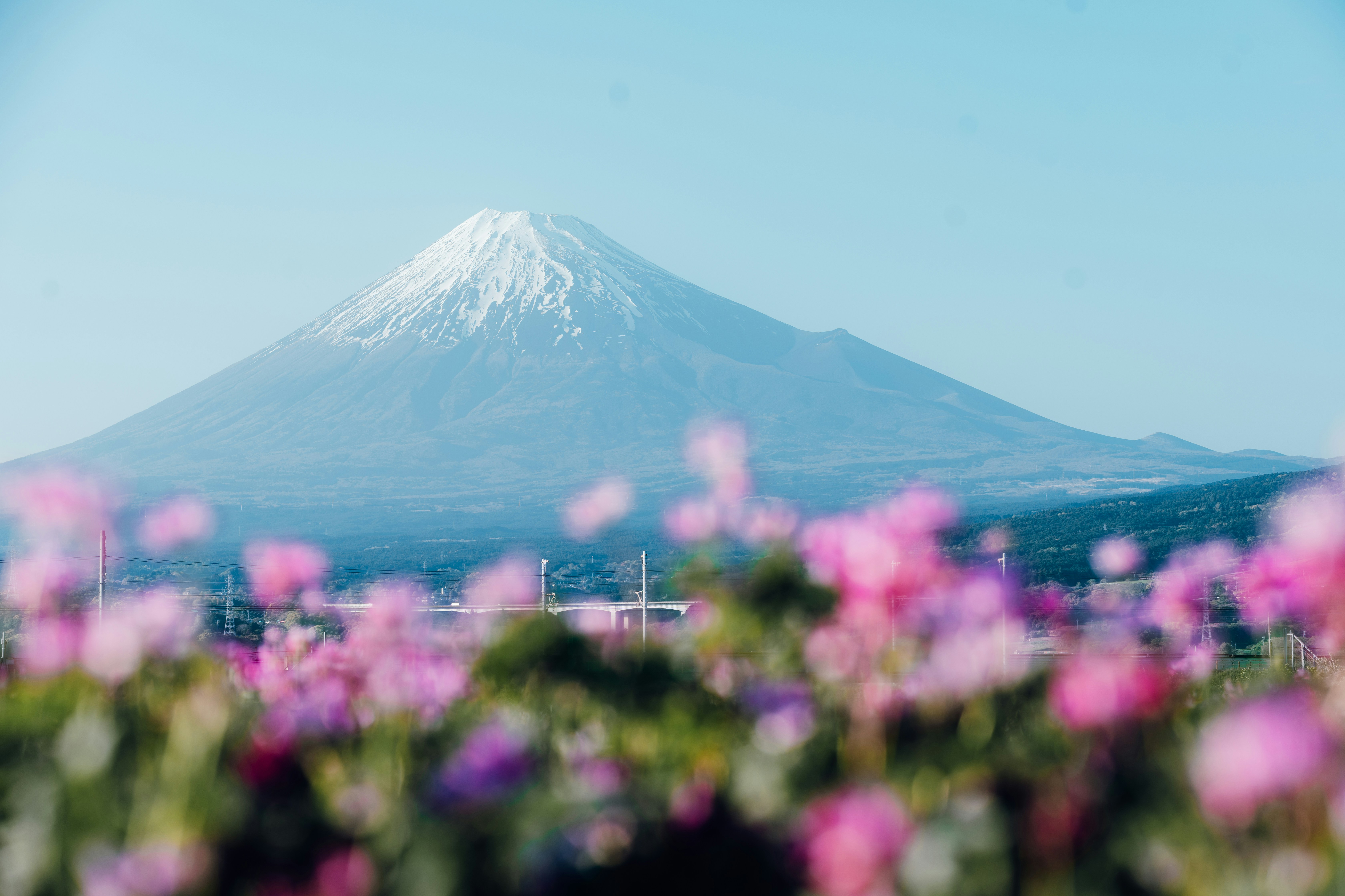 Mount fuji with pink flowers in the foreground
