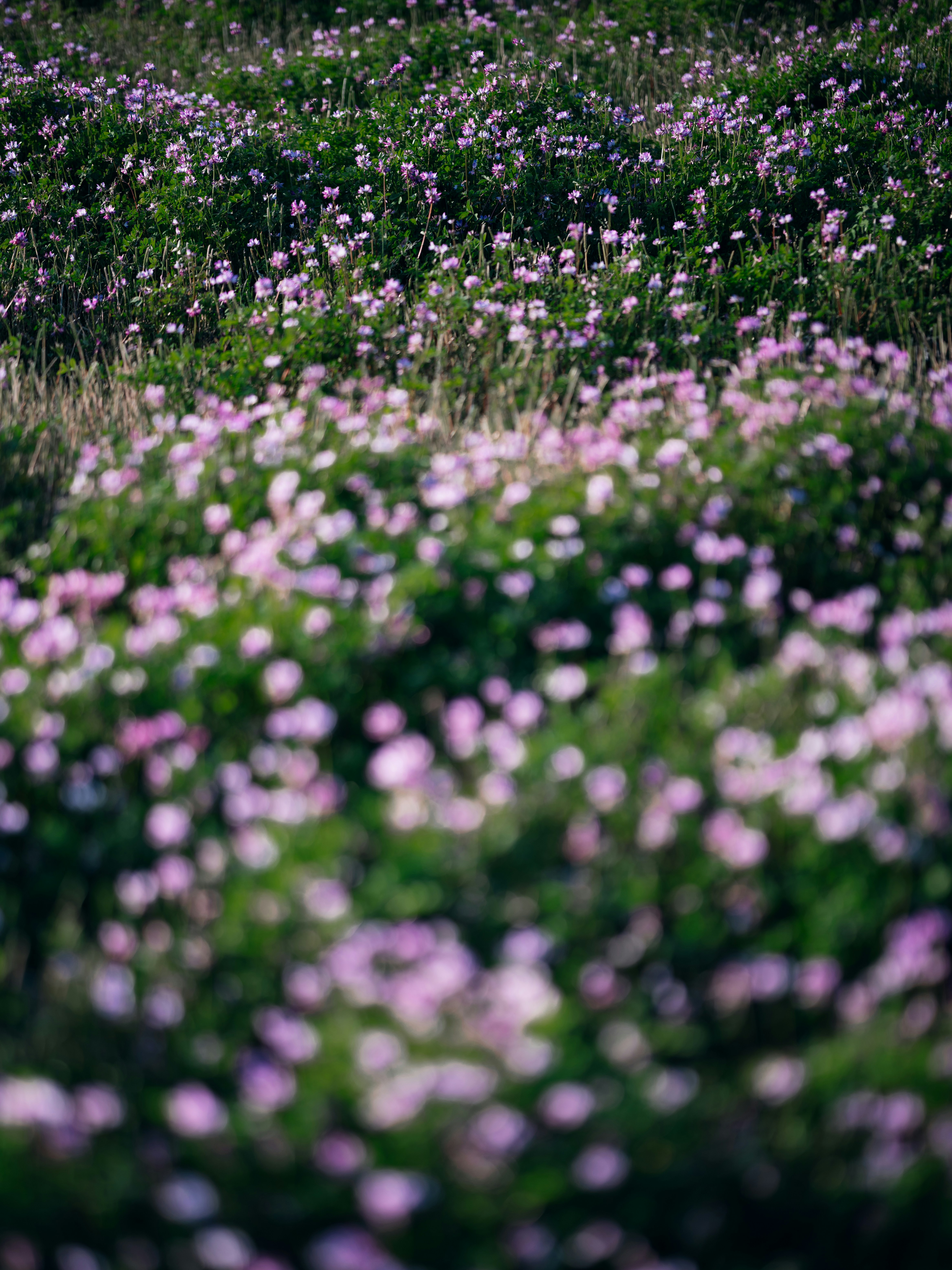 A field of small pink flowers blooming in green grass.