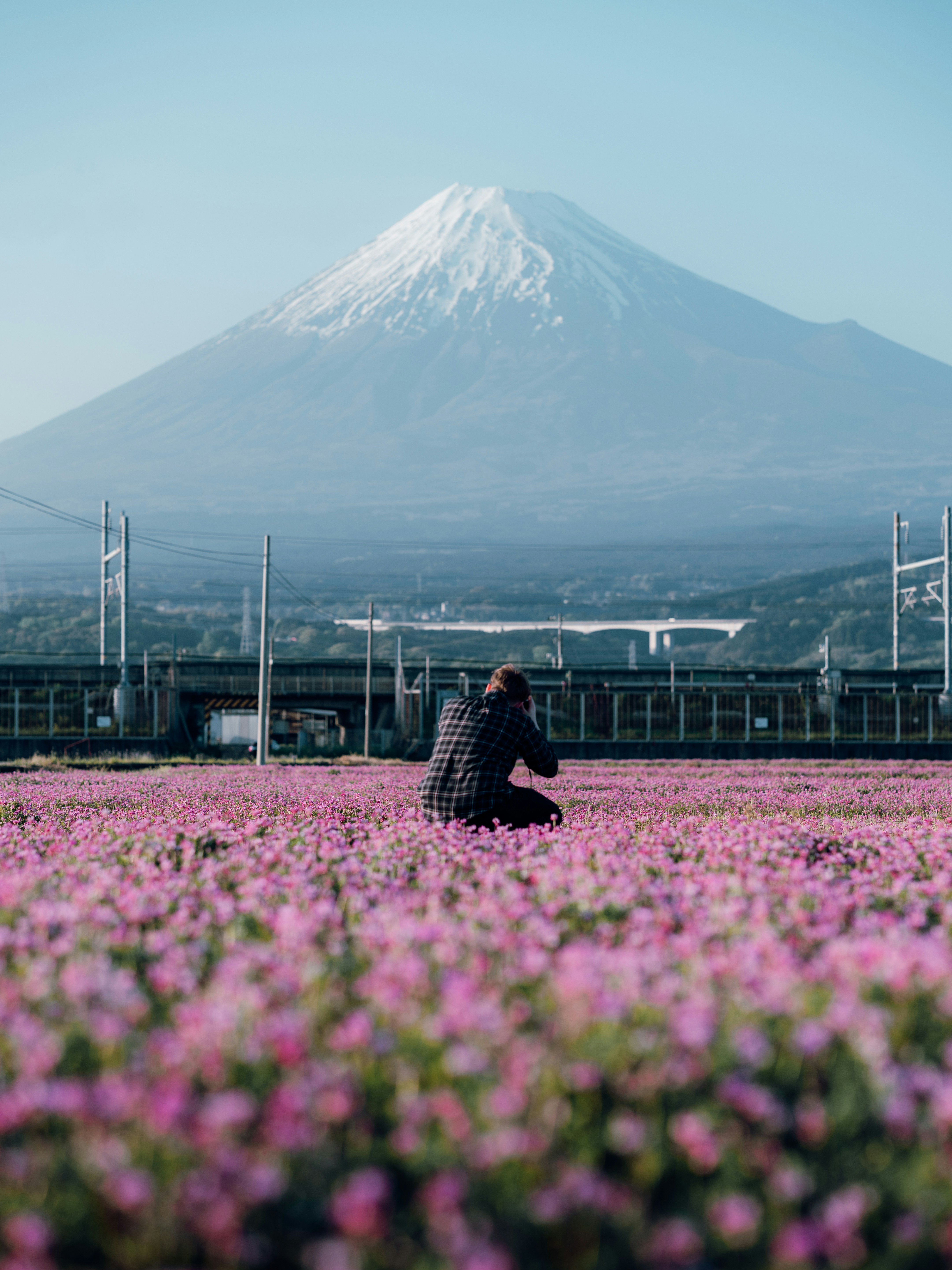 Person photographing mount fuji in a field of pink flowers