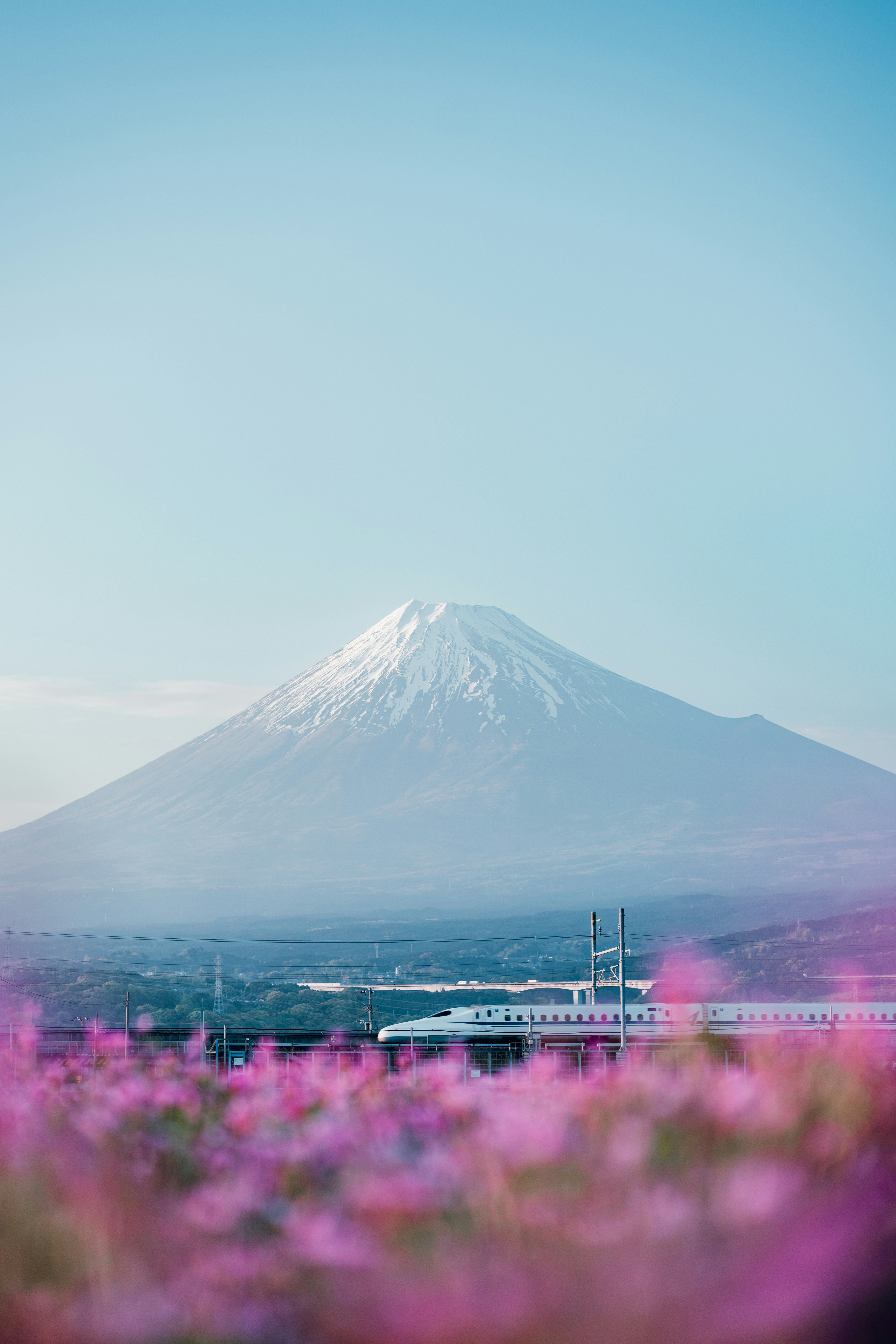 Bullet train passes mount fuji through pink flowers
