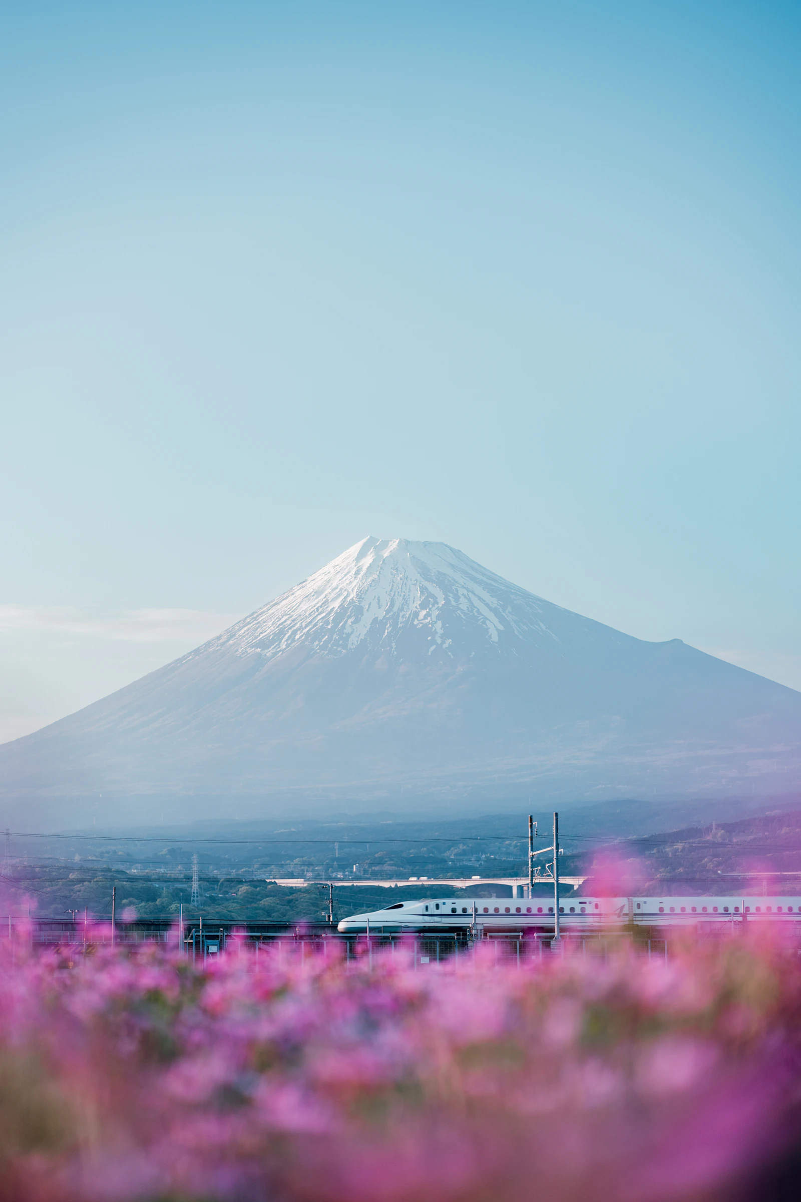 A bullet train passing Mt Fuji through spring blossoms