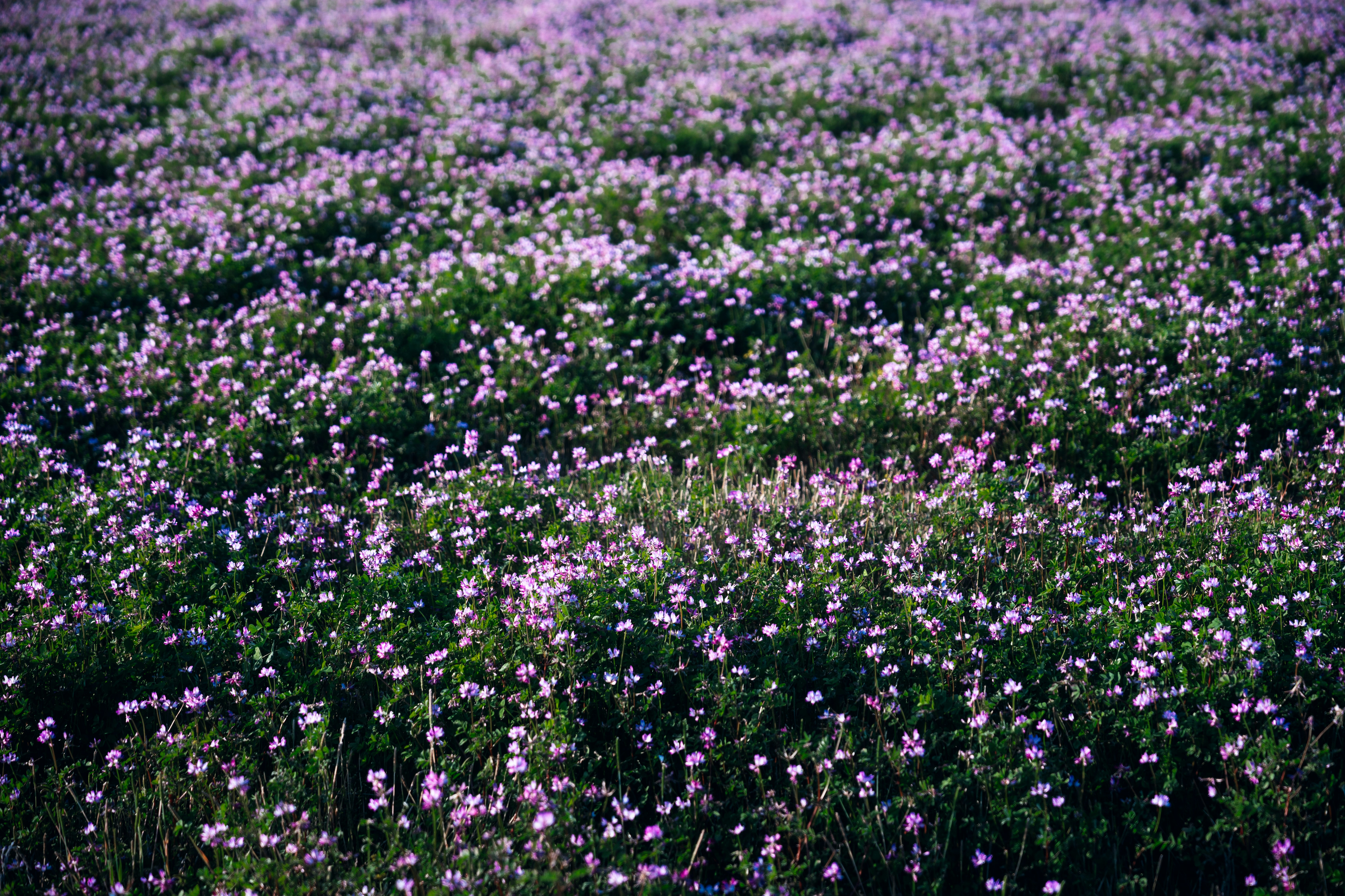 A field covered in small pink wildflowers.