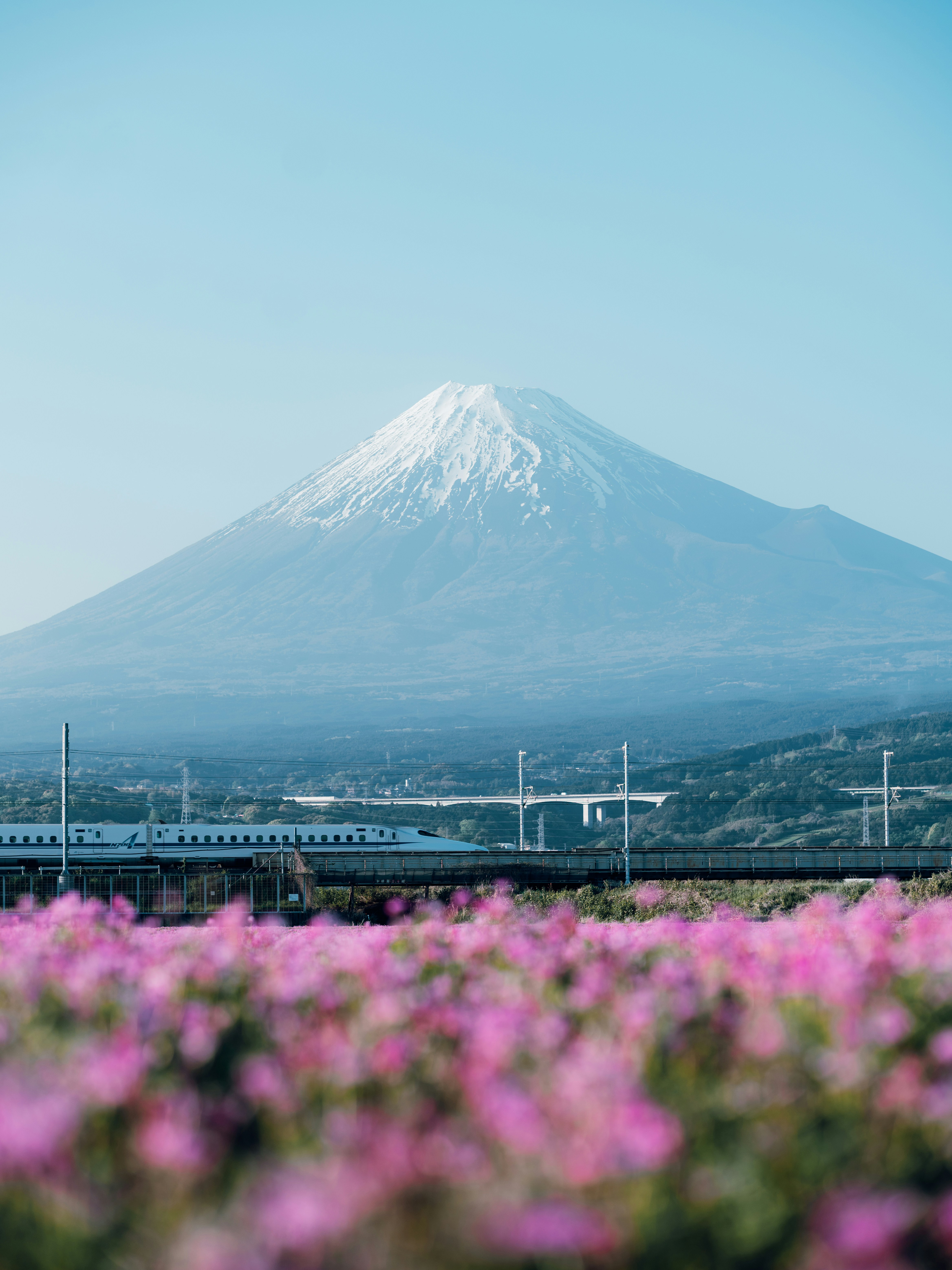A bullet train passes by mount fuji with pink flowers.