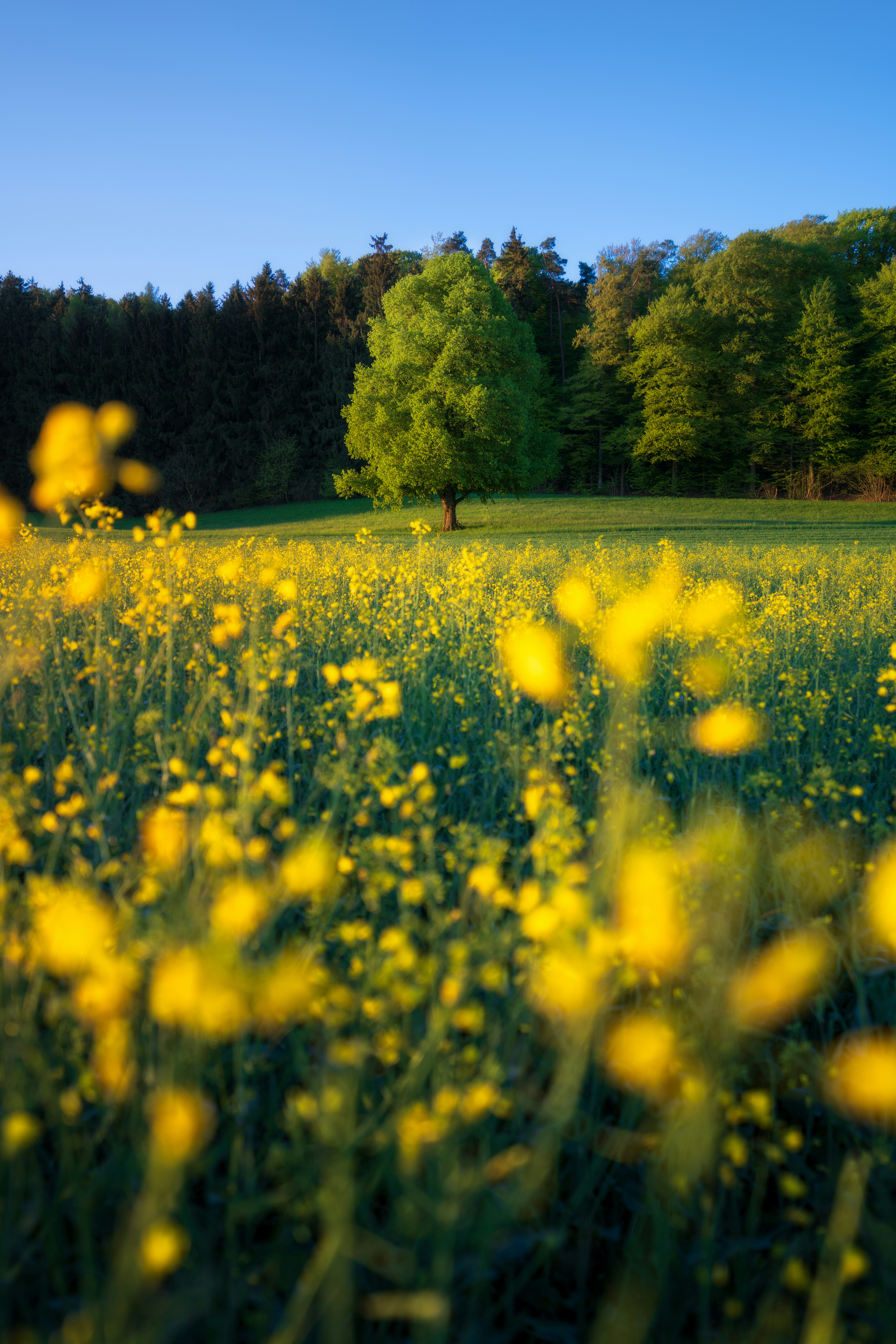 Uma árvore solitária está em um campo de flores amarelas.