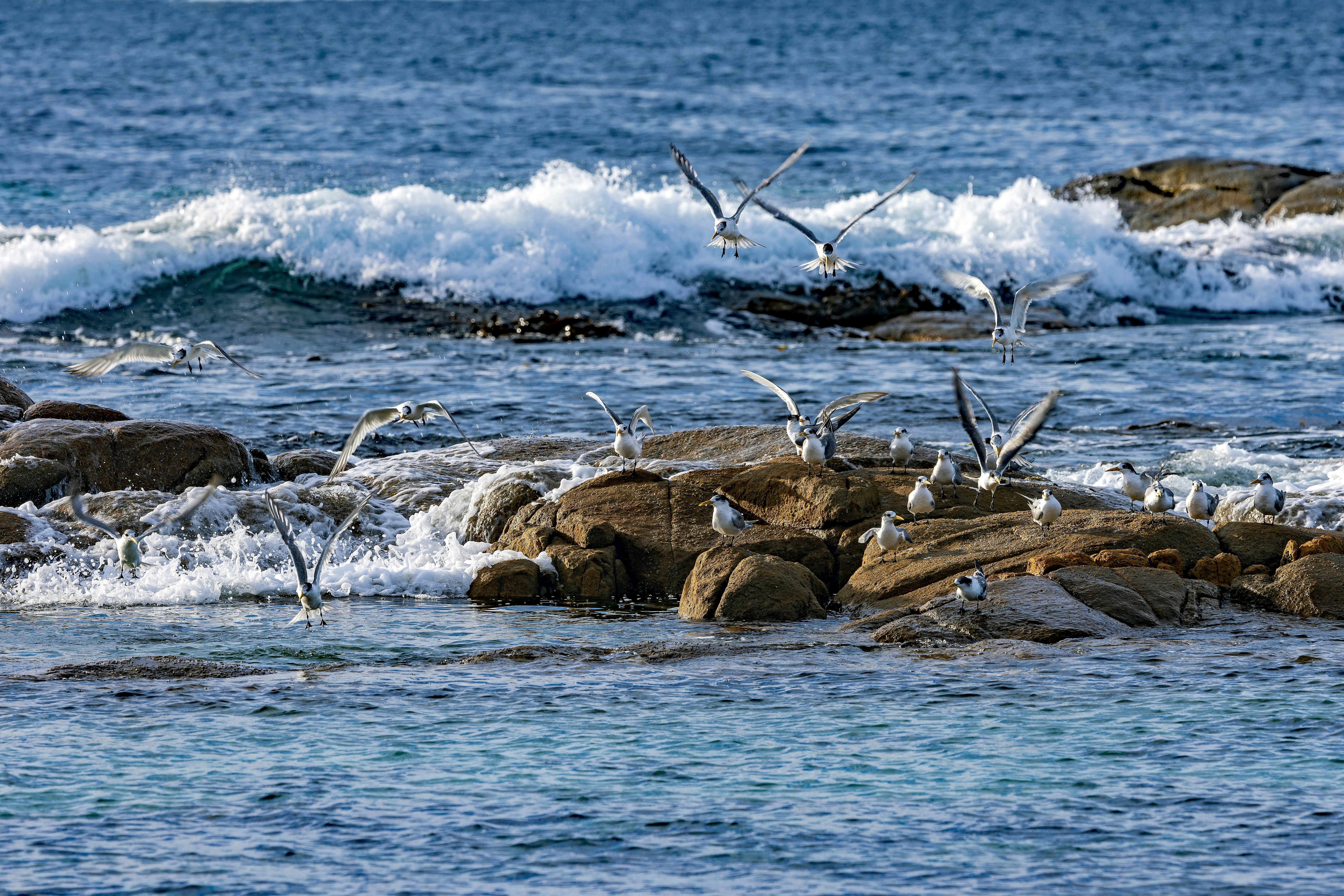 Seagulls resting on rocks with waves crashing behind them