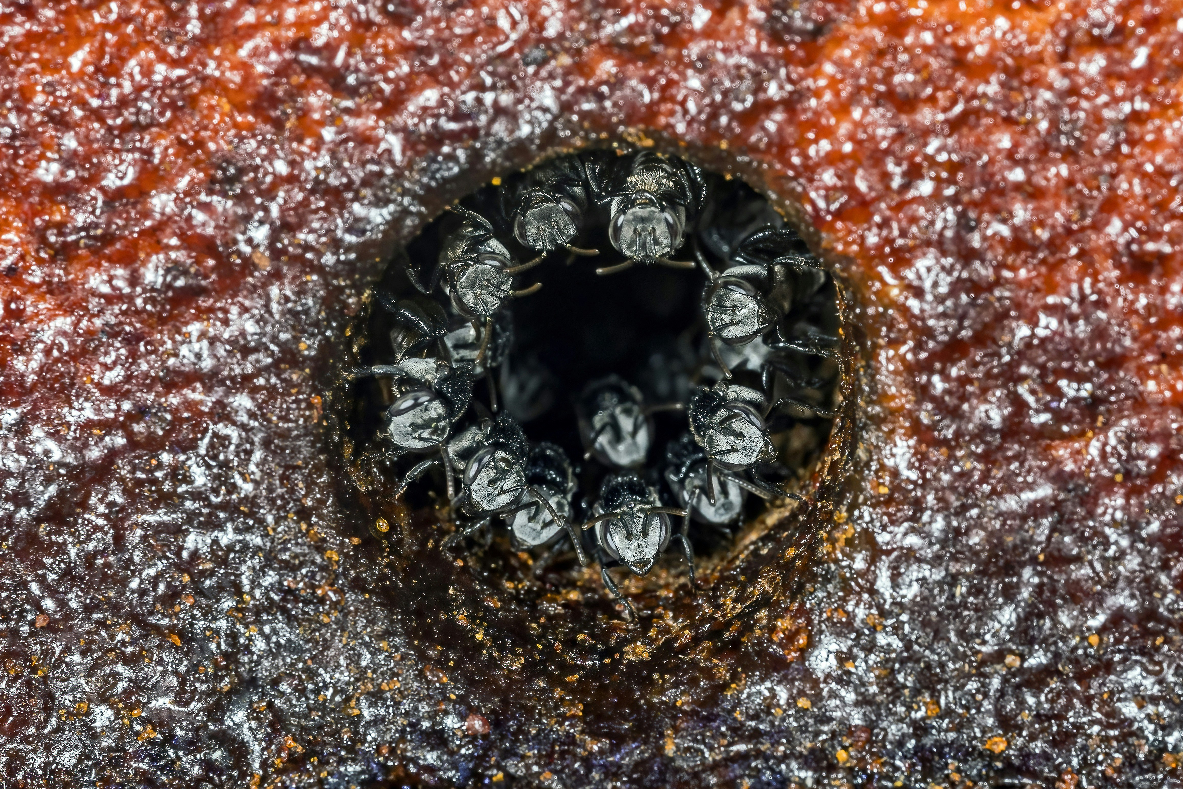 Bees clustered around a dark hive entrance