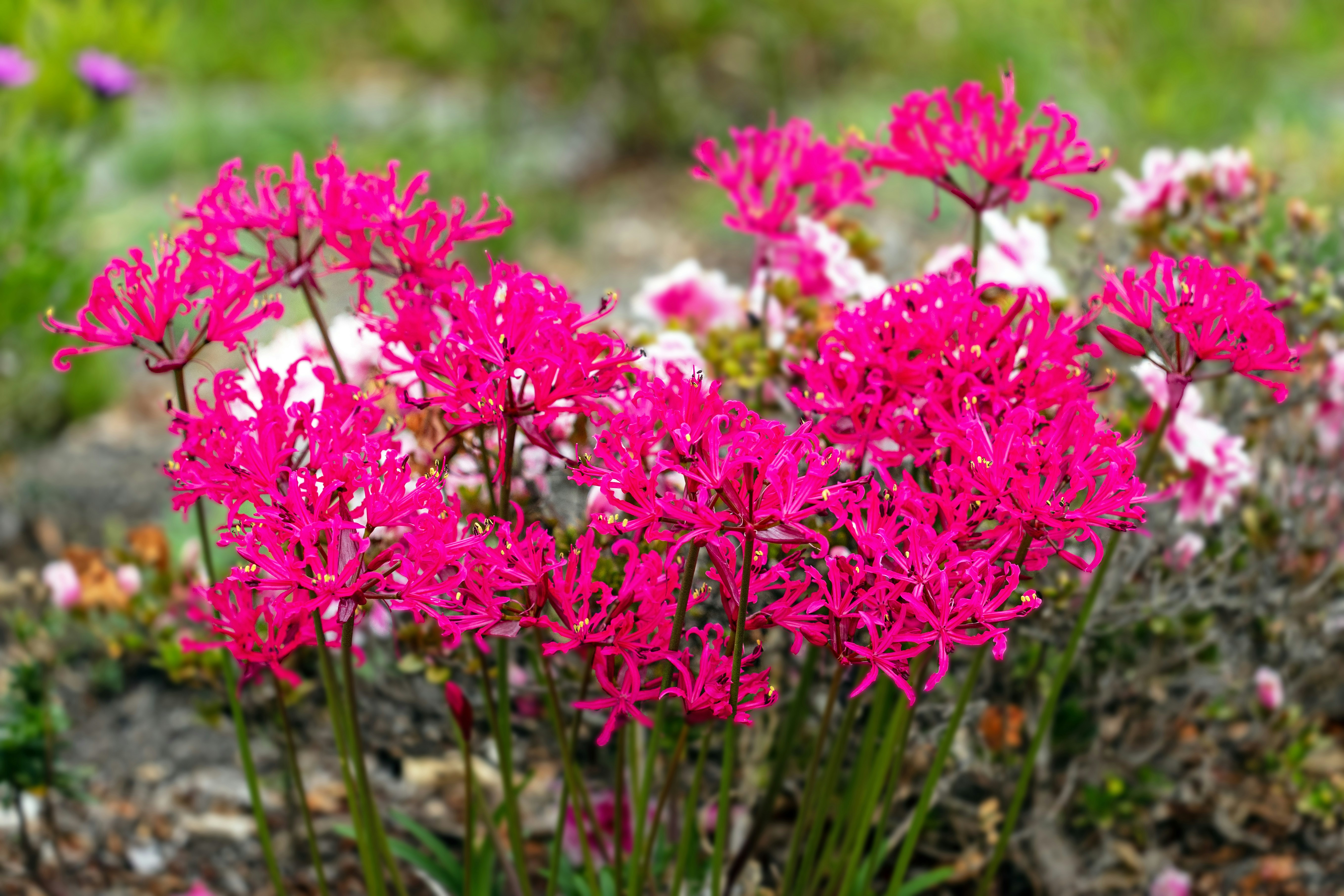 Cluster of bright pink spider lilies blooming flowers in garden