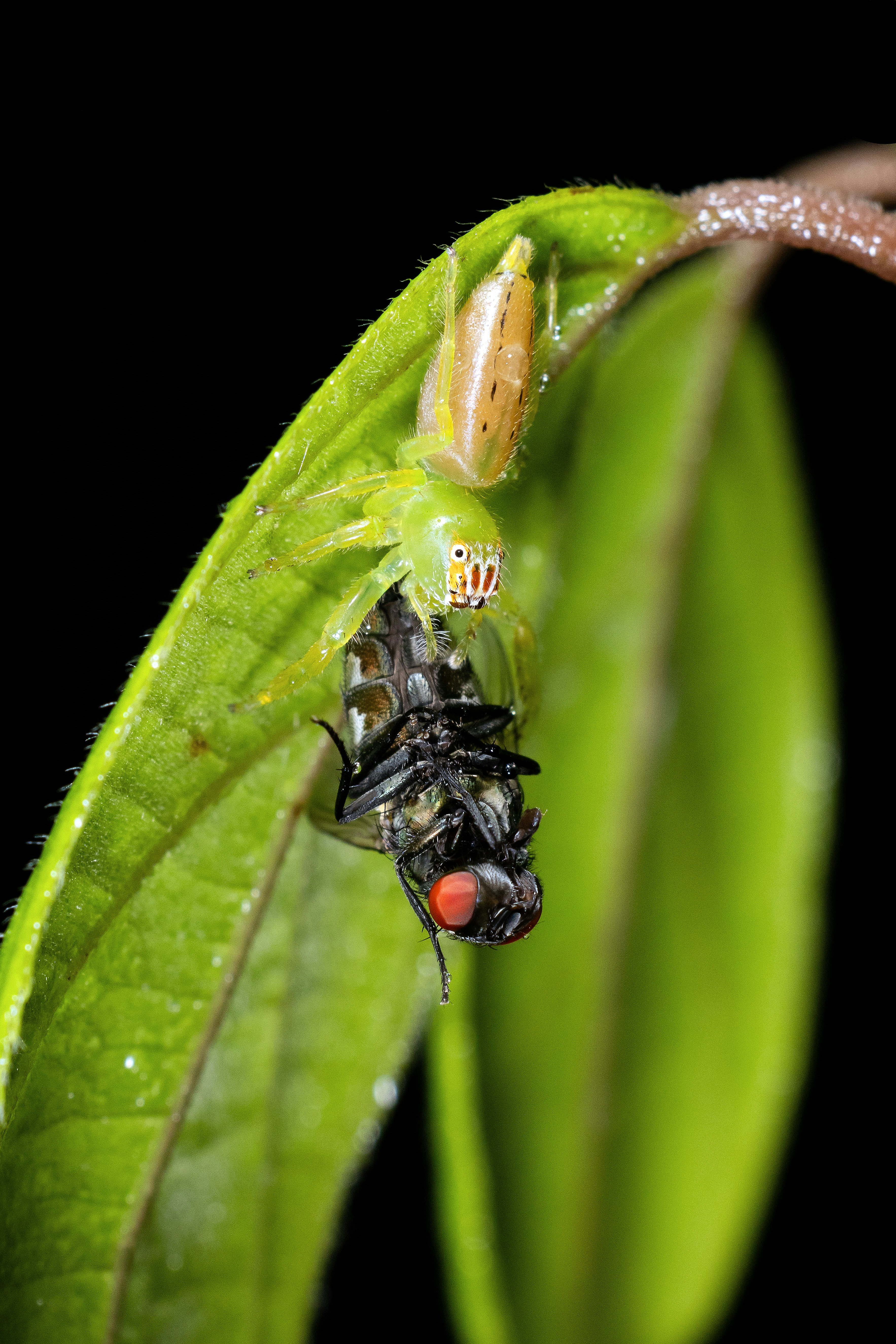 Green spider holding a dead fly on a leaf