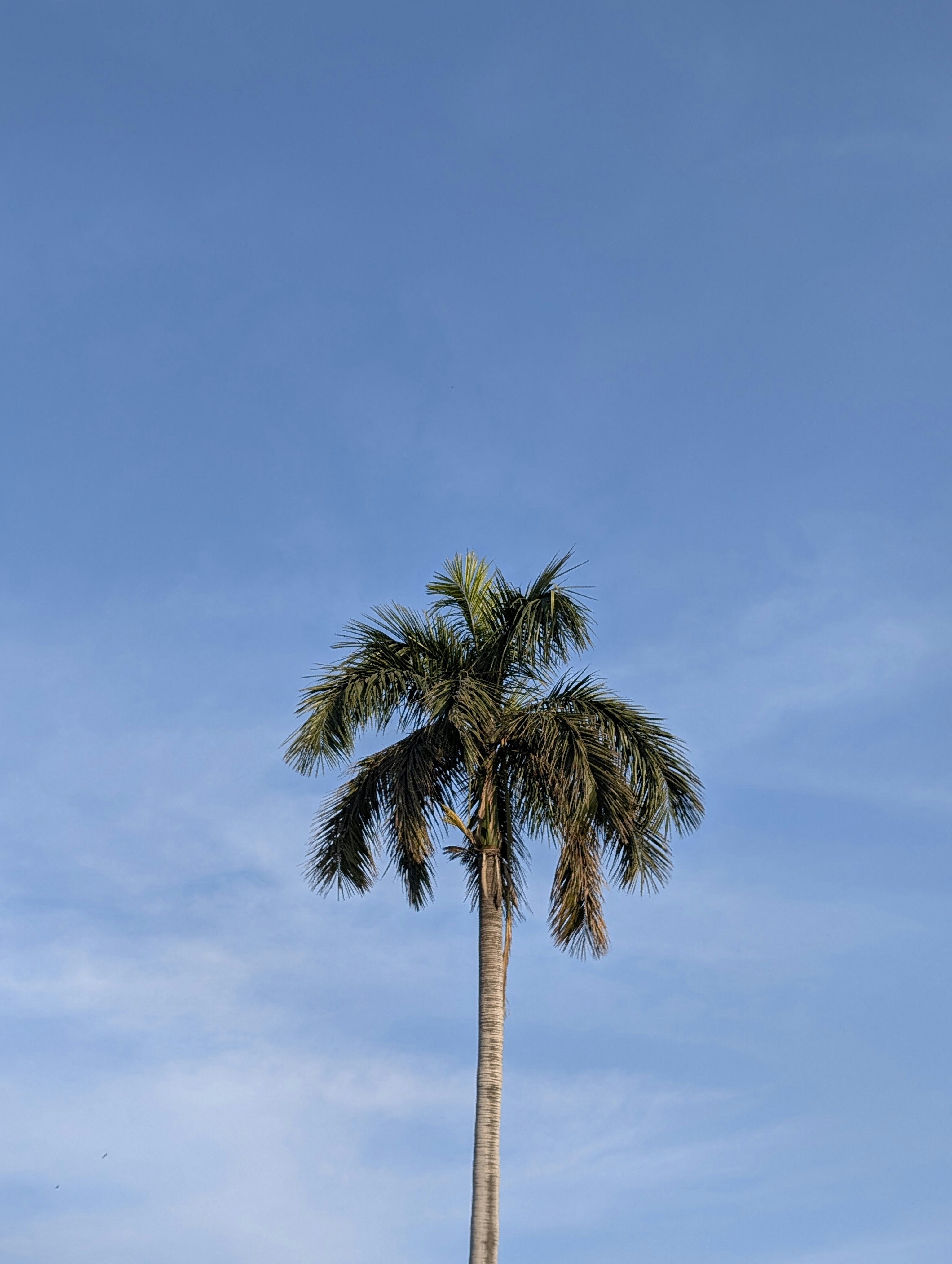 Una palma solitaria contro un cielo azzurro limpido