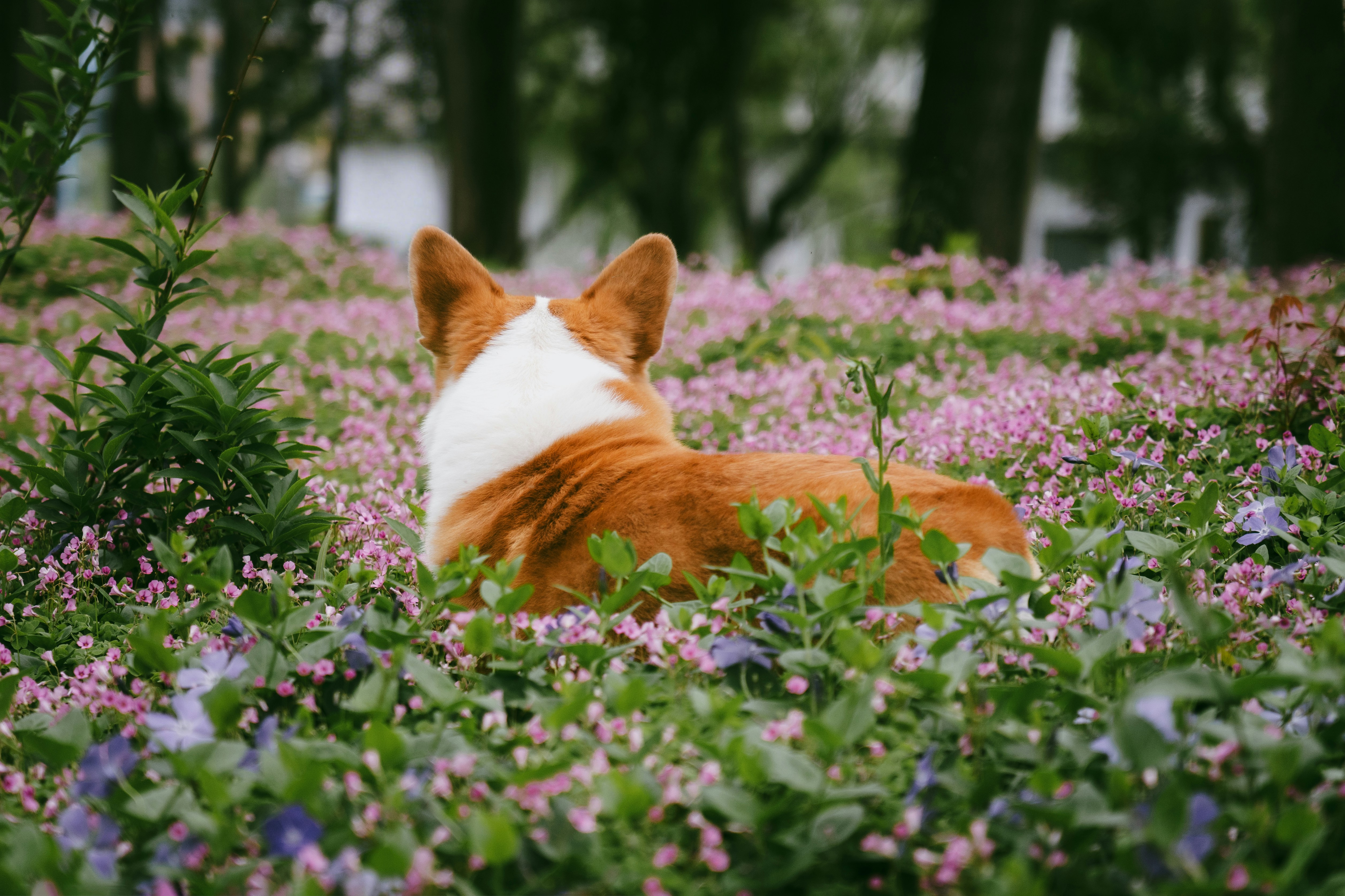 A corgi lies in a field of purple flowers.