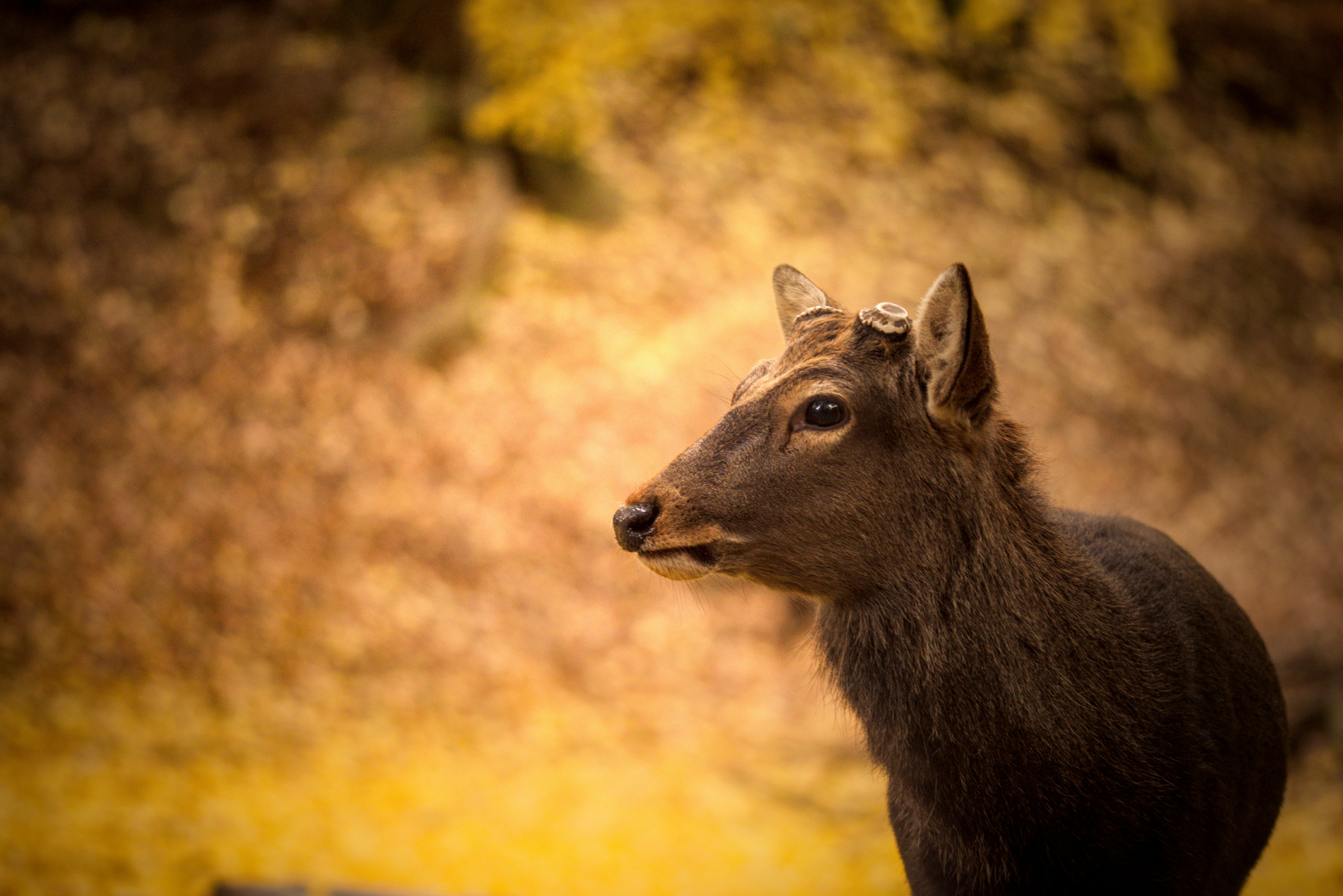 Un ciervo joven con astas pequeñas en un bosque.
