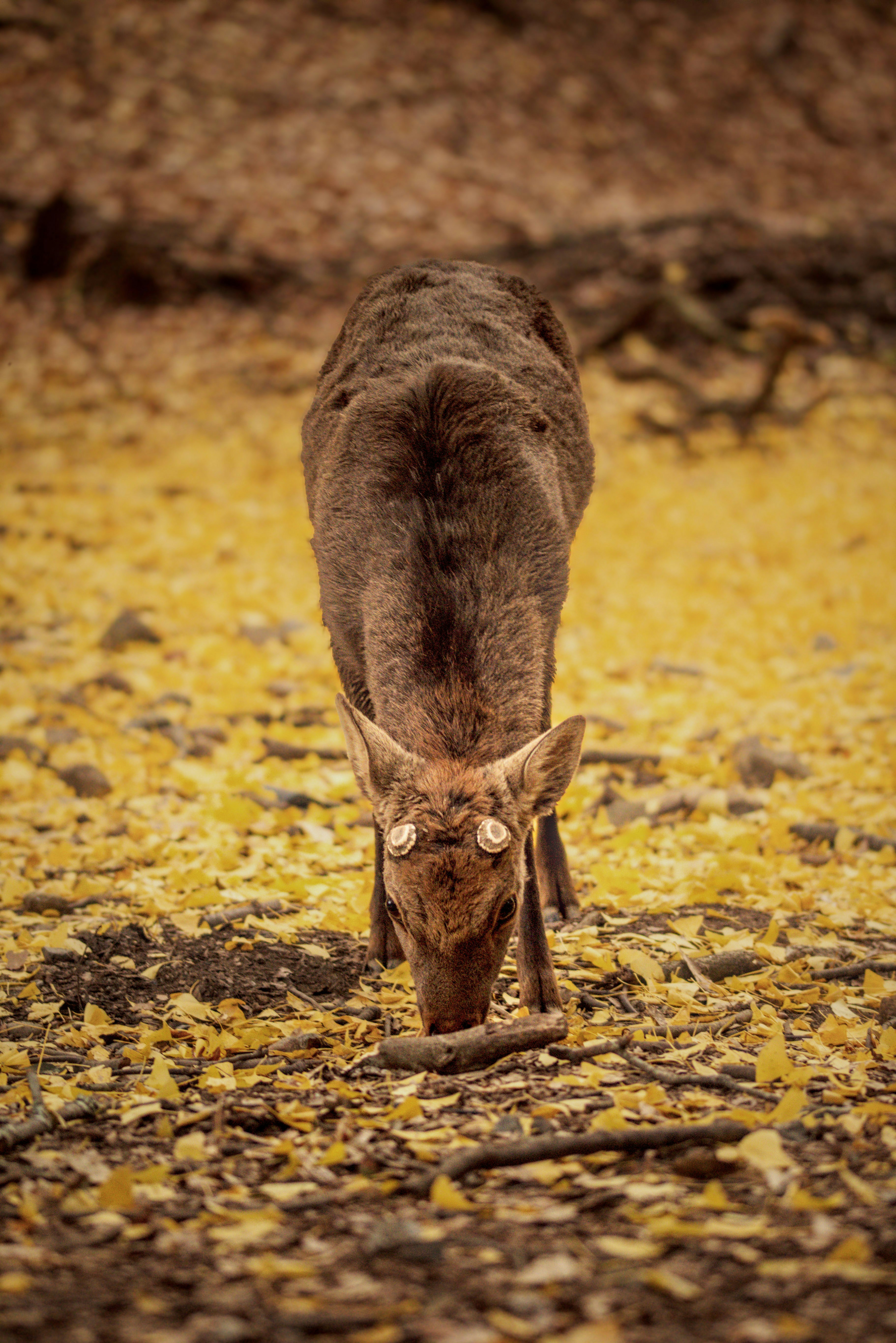 Ciervos comiendo sobre una alfombra de hojas amarillas de otoño.