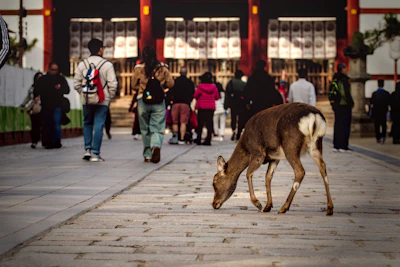 Deer grazing on pavement with people in background