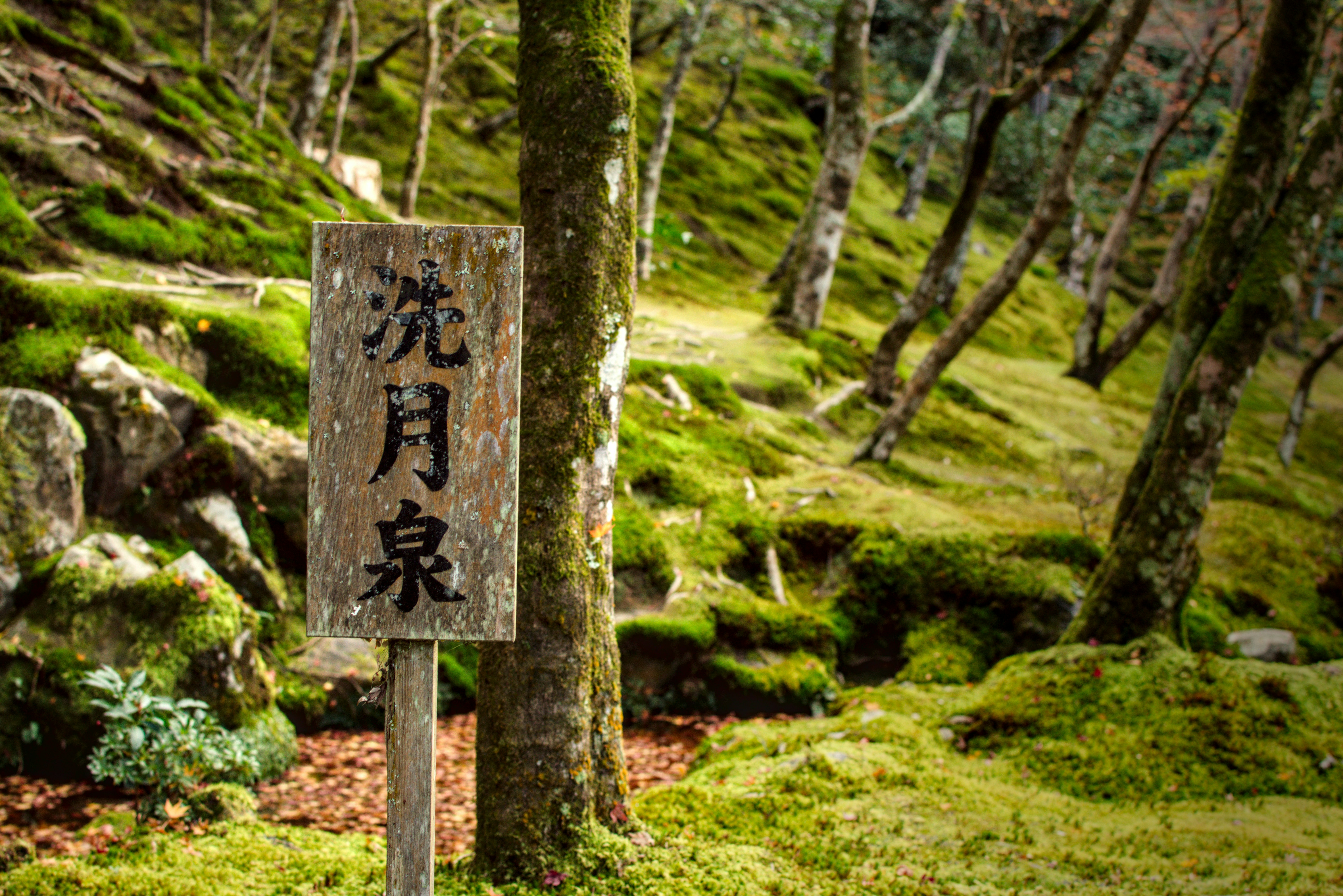 Cartel de madera con caracteres japoneses en un bosque musgoso