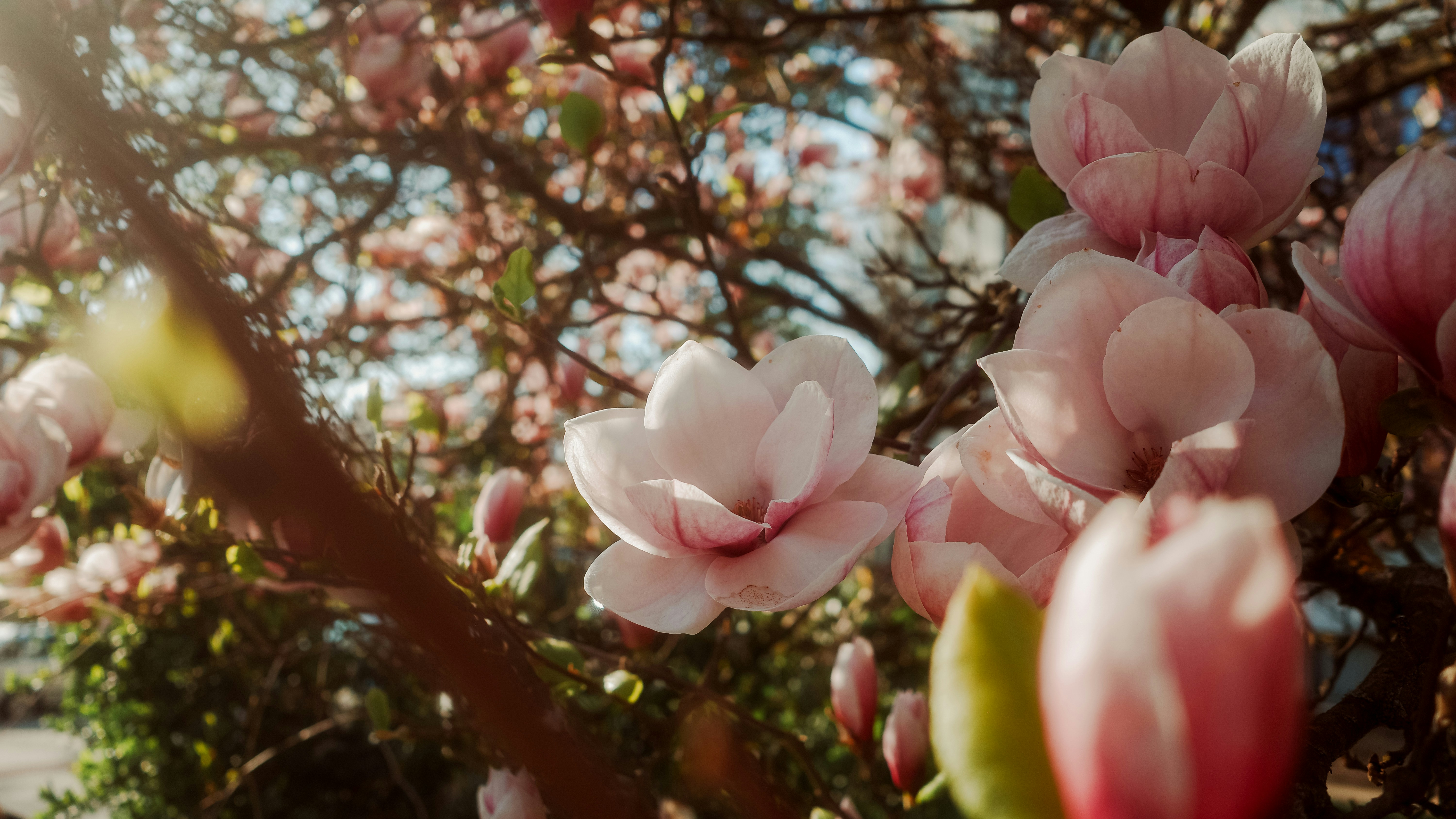 Close-up bunga magnolia merah muda yang halus di pohon.