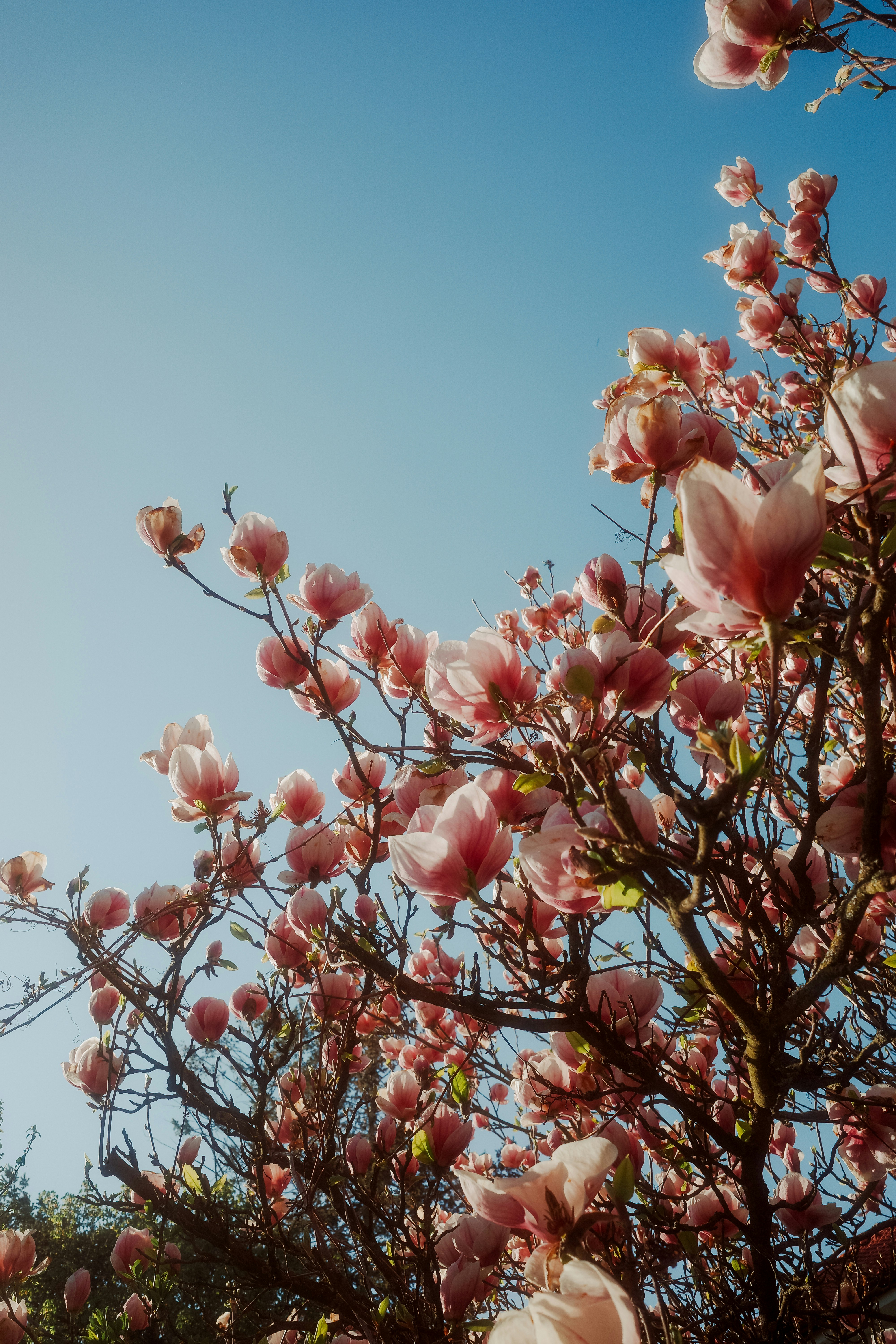 Magnolia merah muda mekar di langit biru jernih