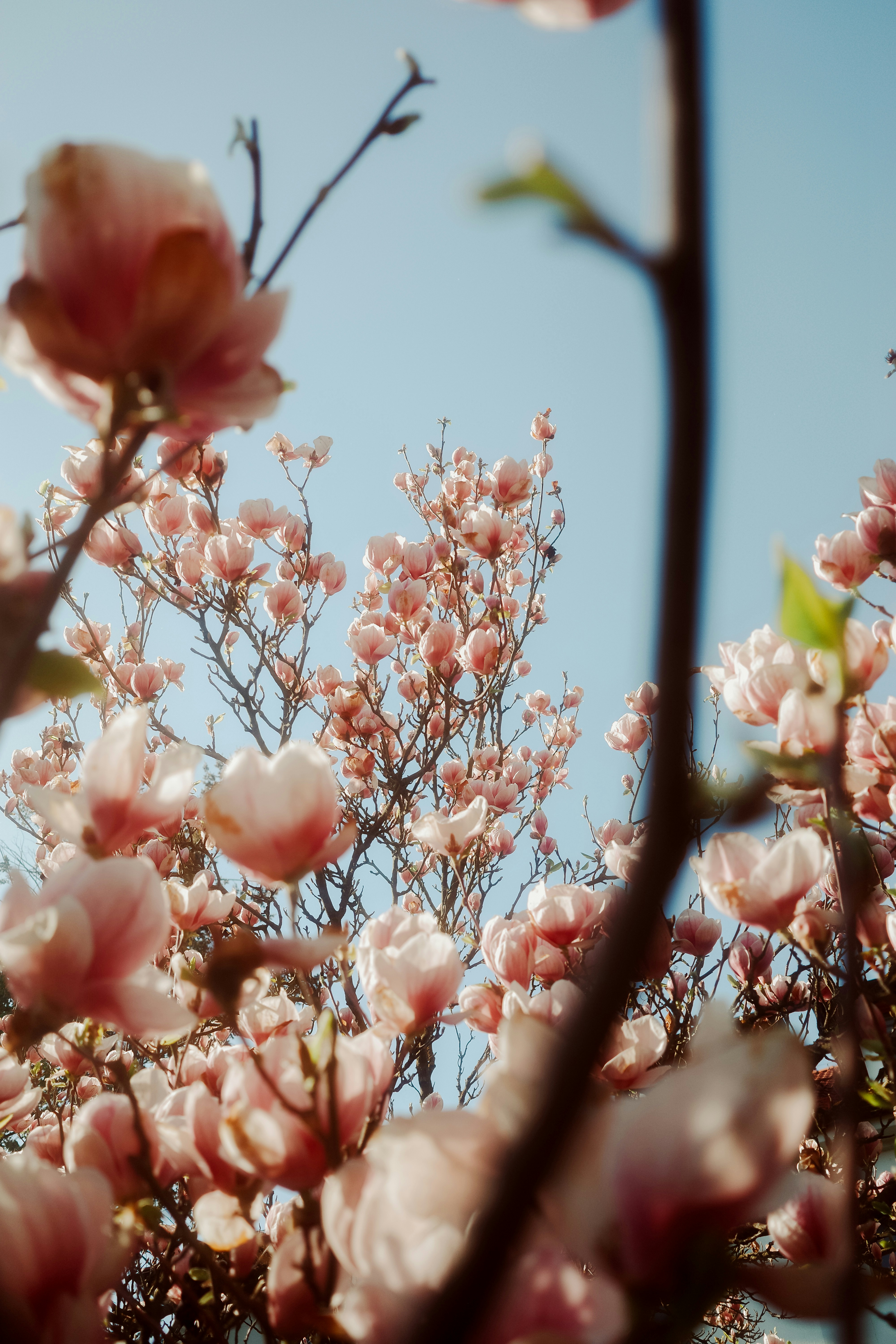 Bunga magnolia merah muda mekar di langit biru jernih.