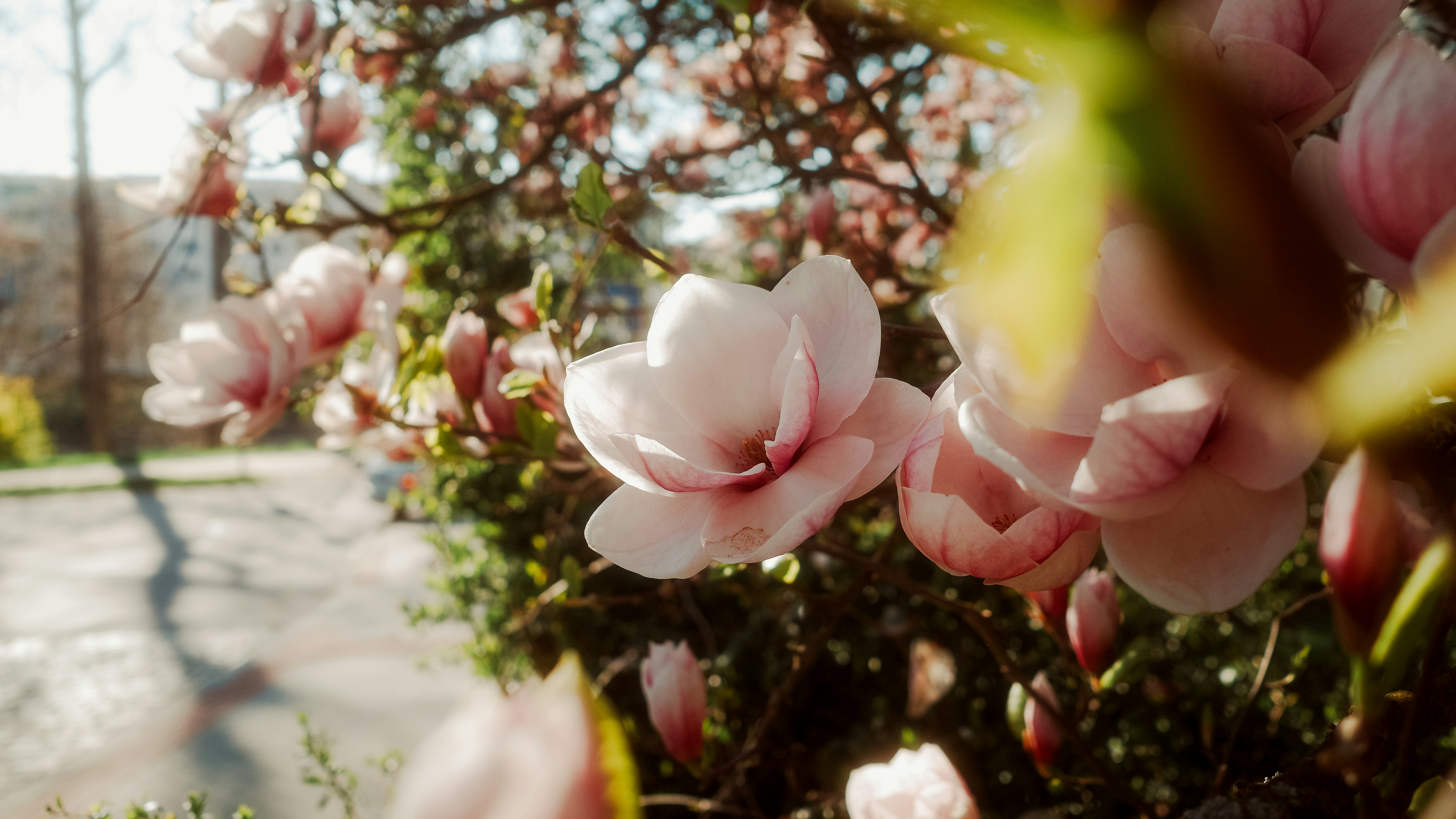Magnolia merah muda mekar di pohon di musim semi